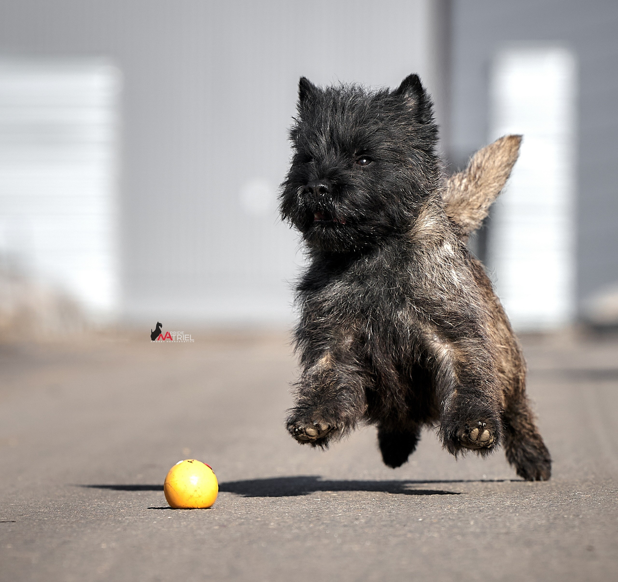 Прогулка в движении — галерея NATRIEL