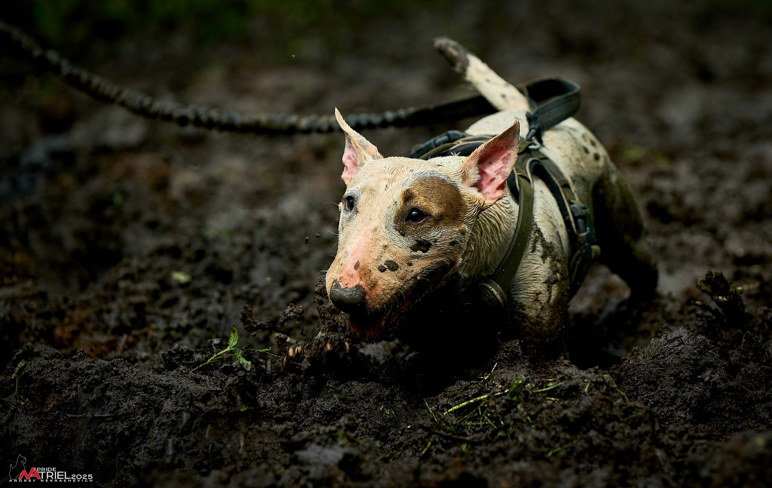 Russian Extreme Dog Trail — 2025