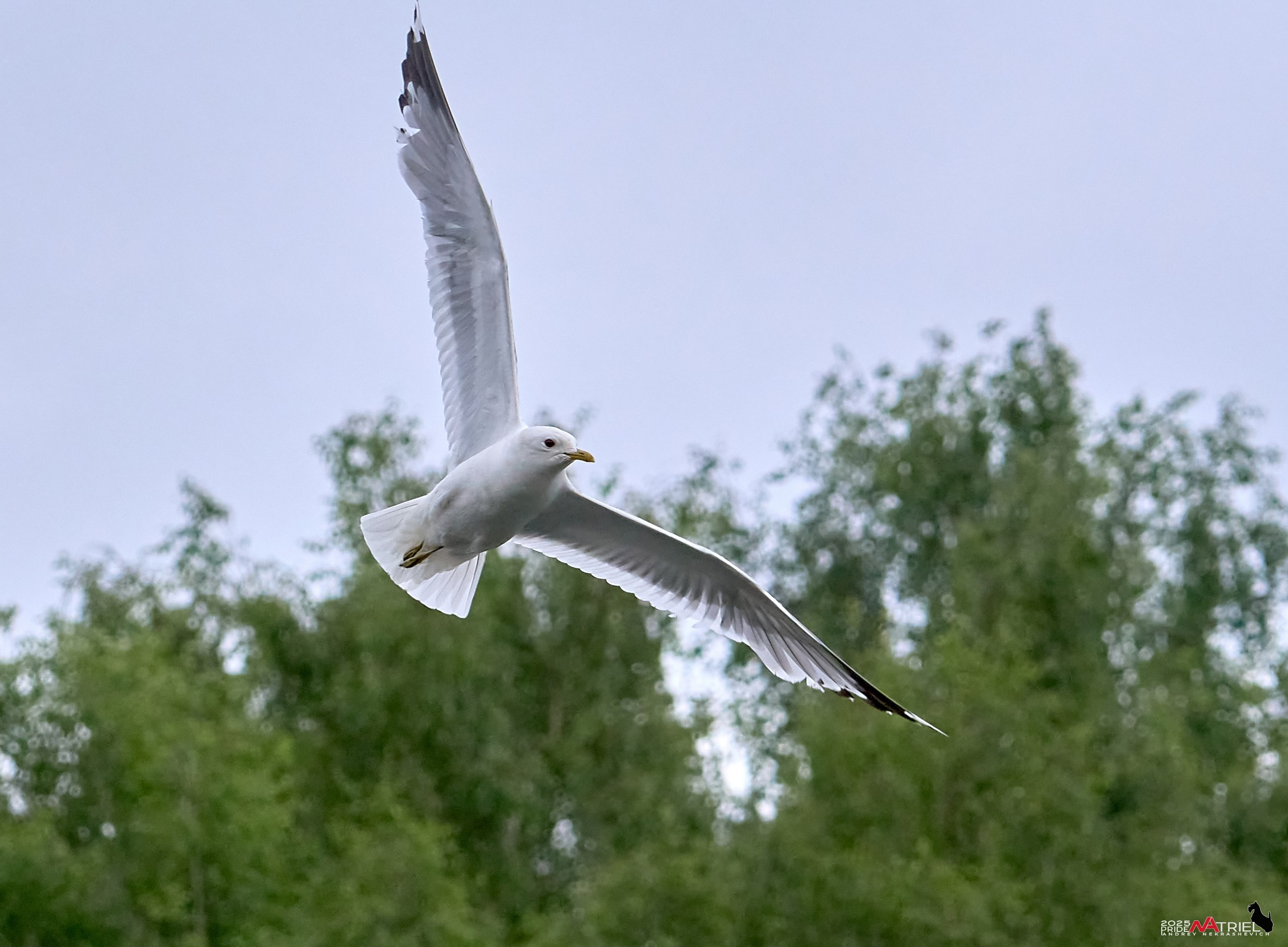Съемка в парке на воде