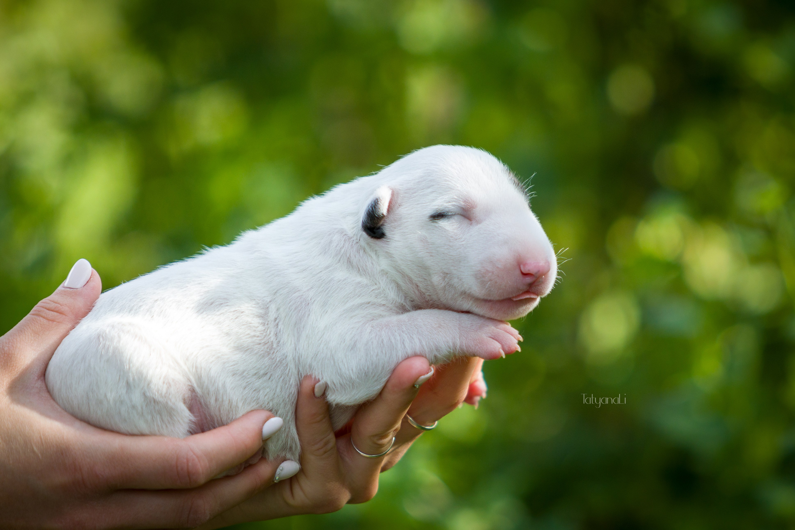 Стандартный бультерьер. Фотограф — анималист Татьяна Ли