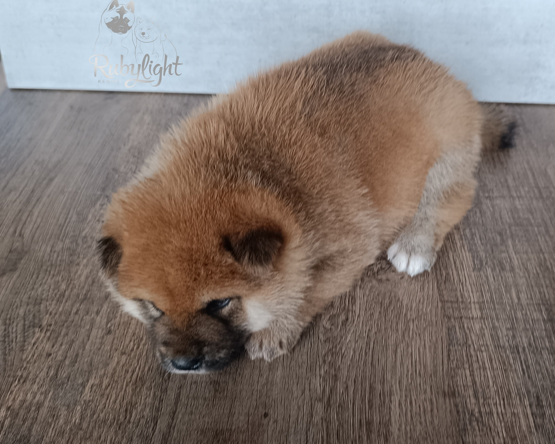 Сиба Rubylight Everest питомник Рубилайт 