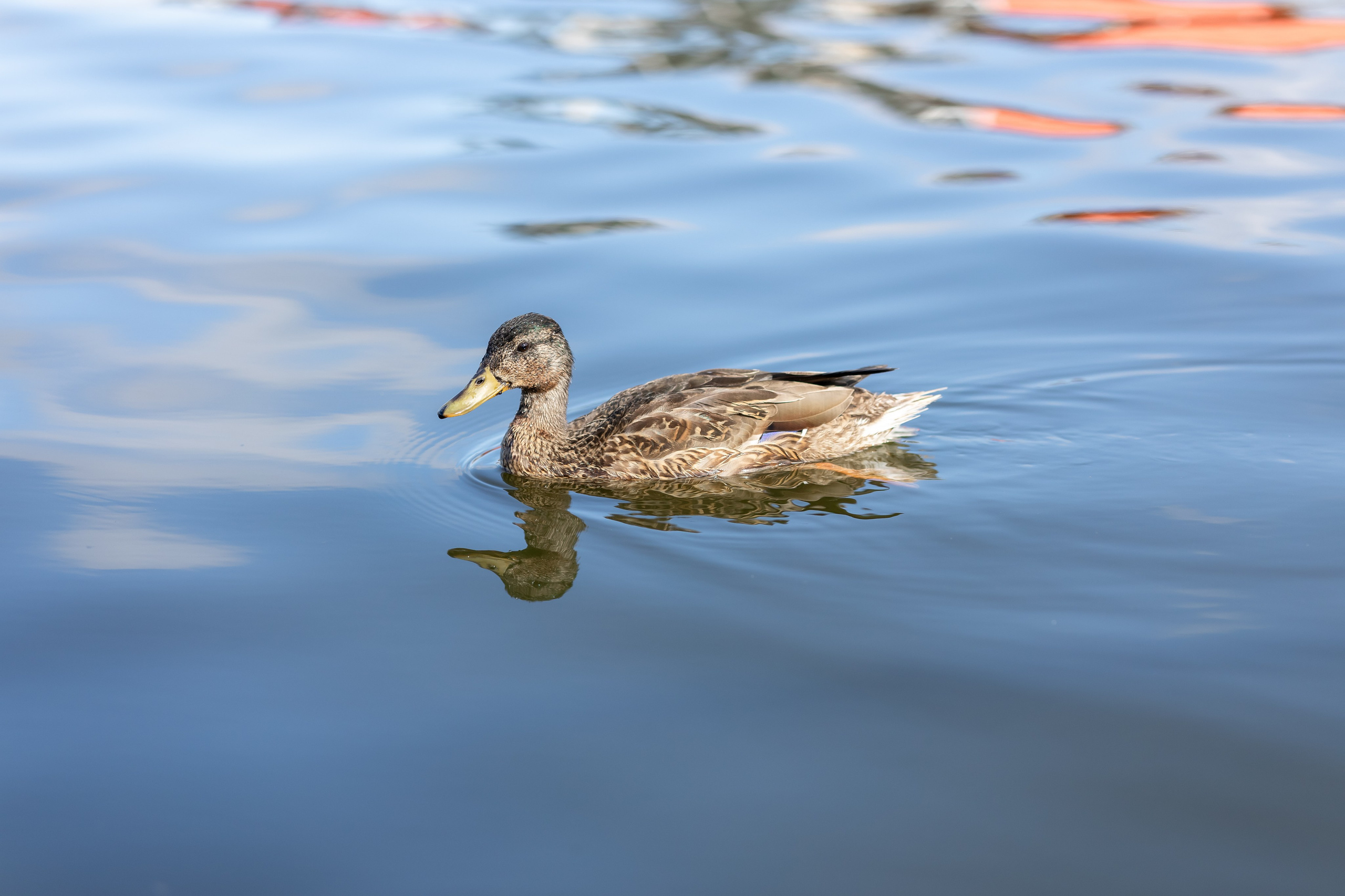 Дружба. Фотограф Яна Матвеева в Ижевске