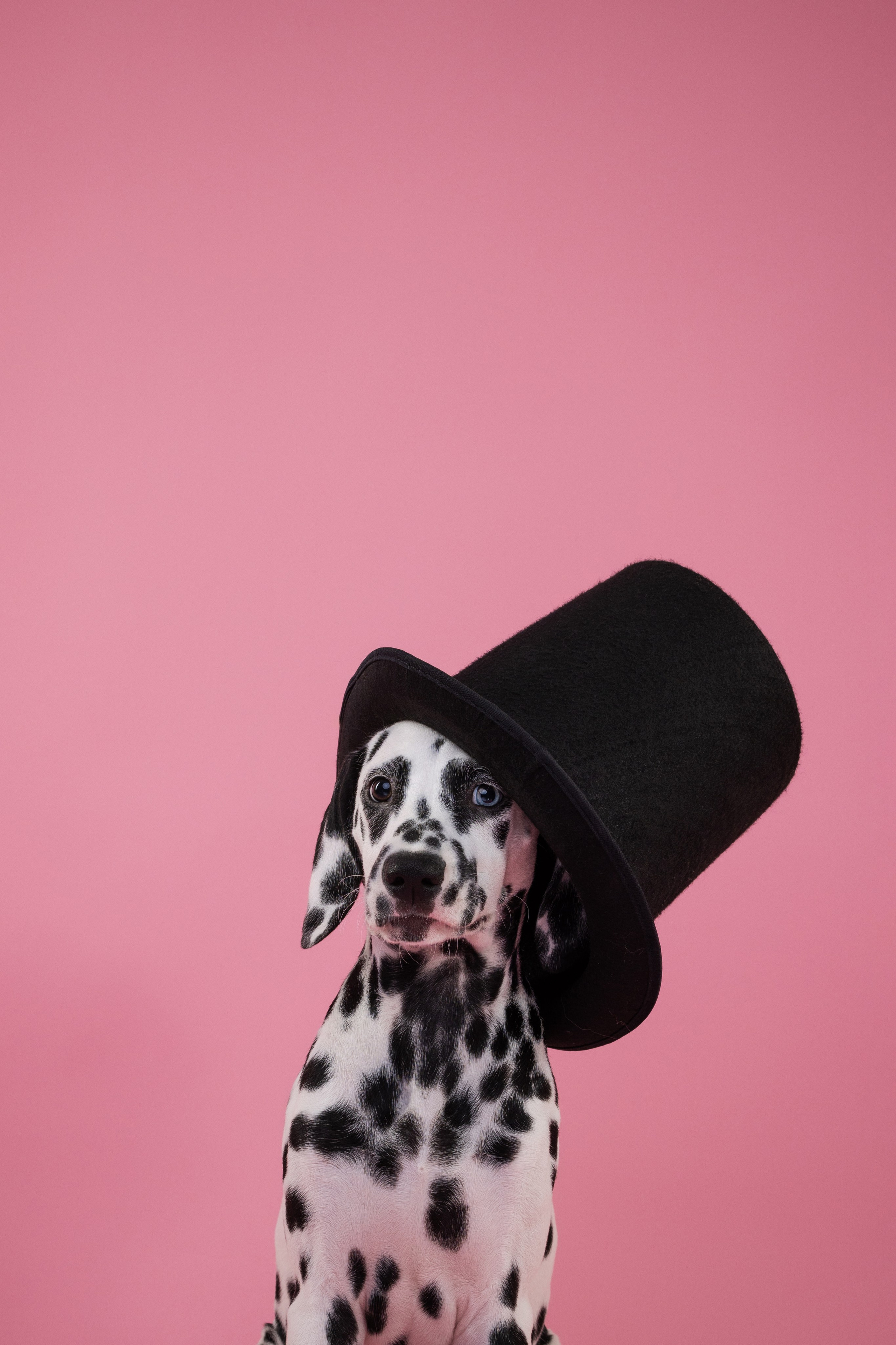 Далматин Одри. Фотограф анималист Осипчикова Мария