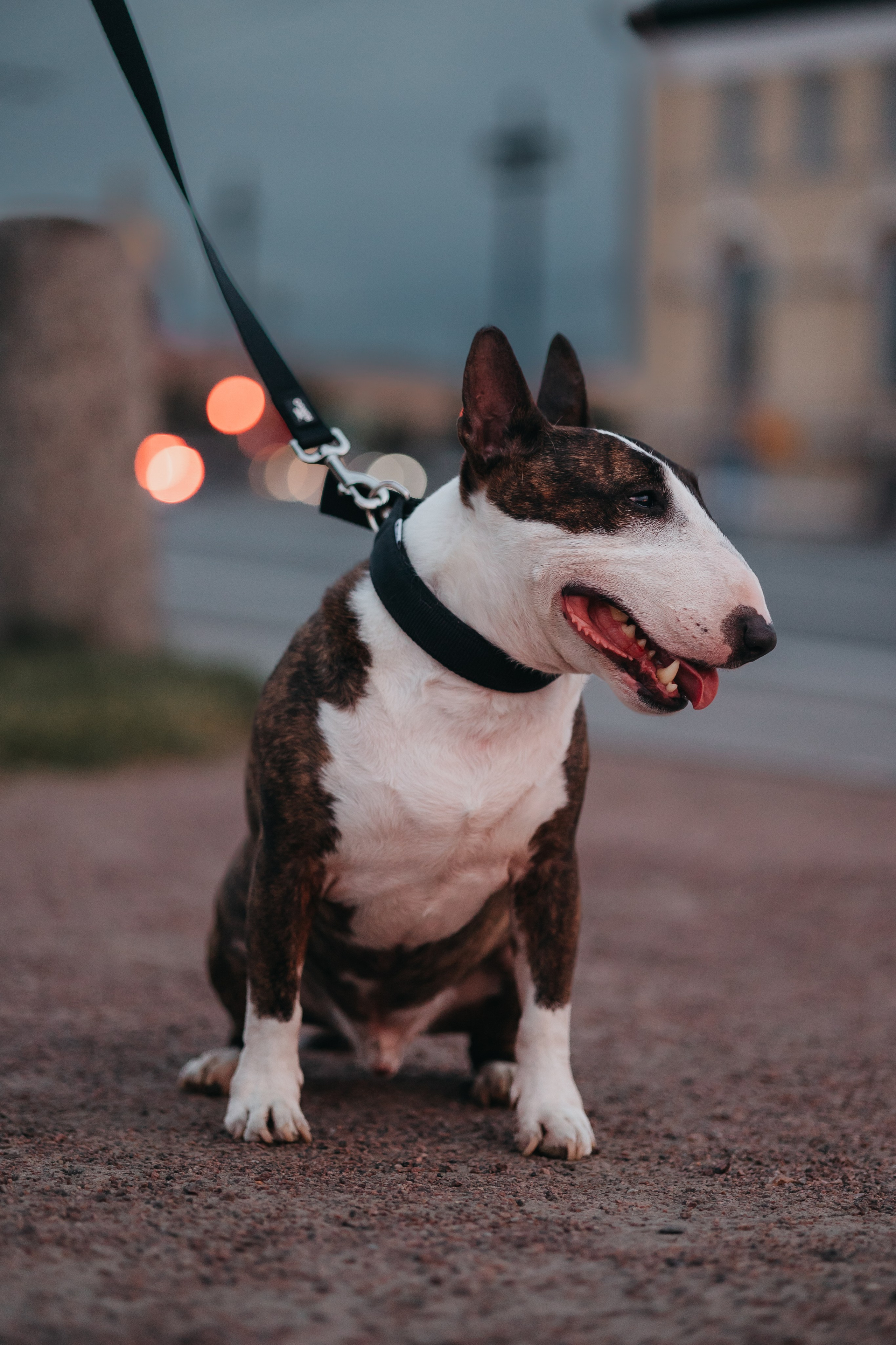 Елена и Гек. Фотограф-анималист в Санкт-Петербурге Алина Яхонт