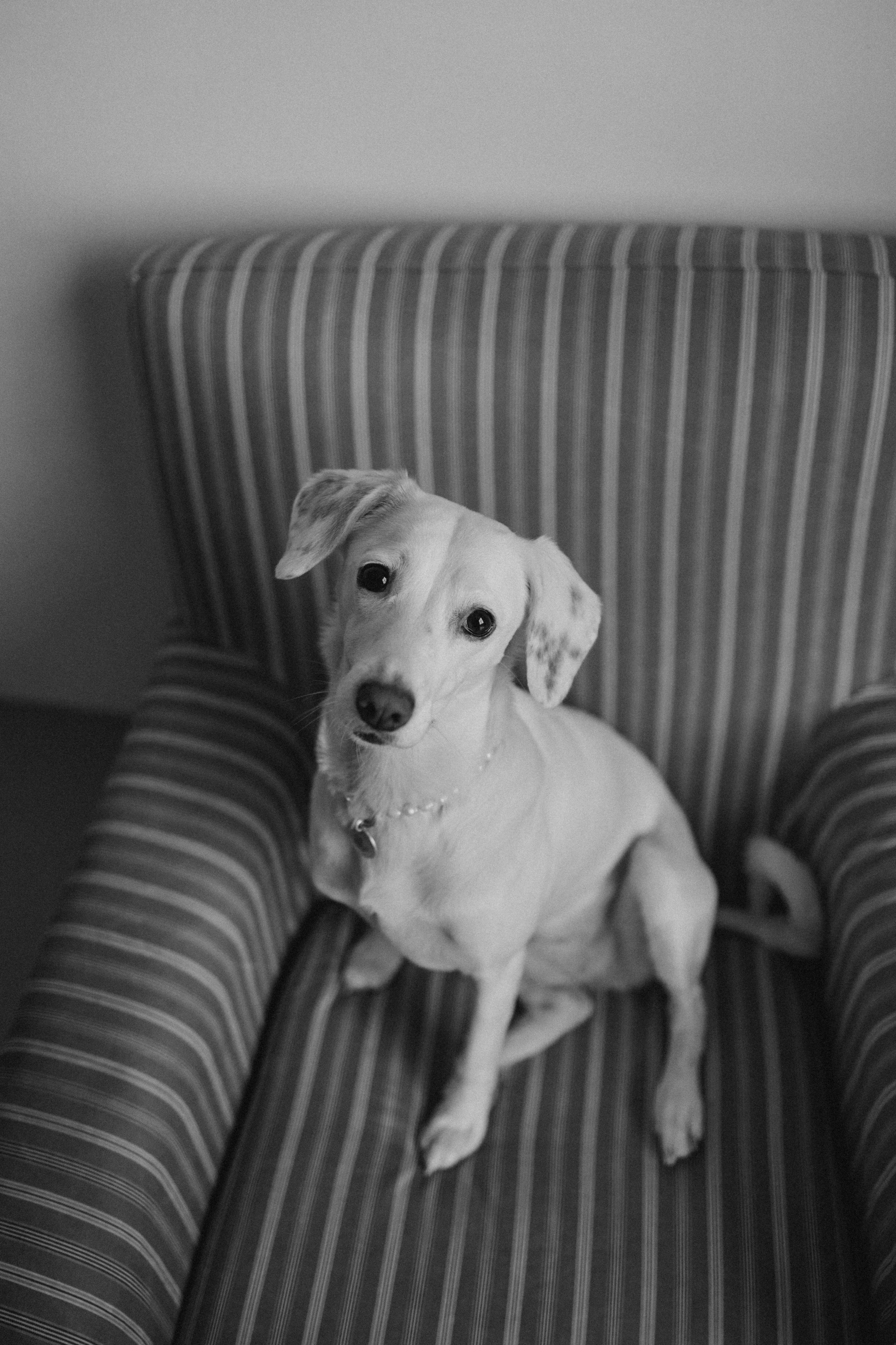 Луна и ее семья. Фотограф — Анималист | Санкт-Петербург