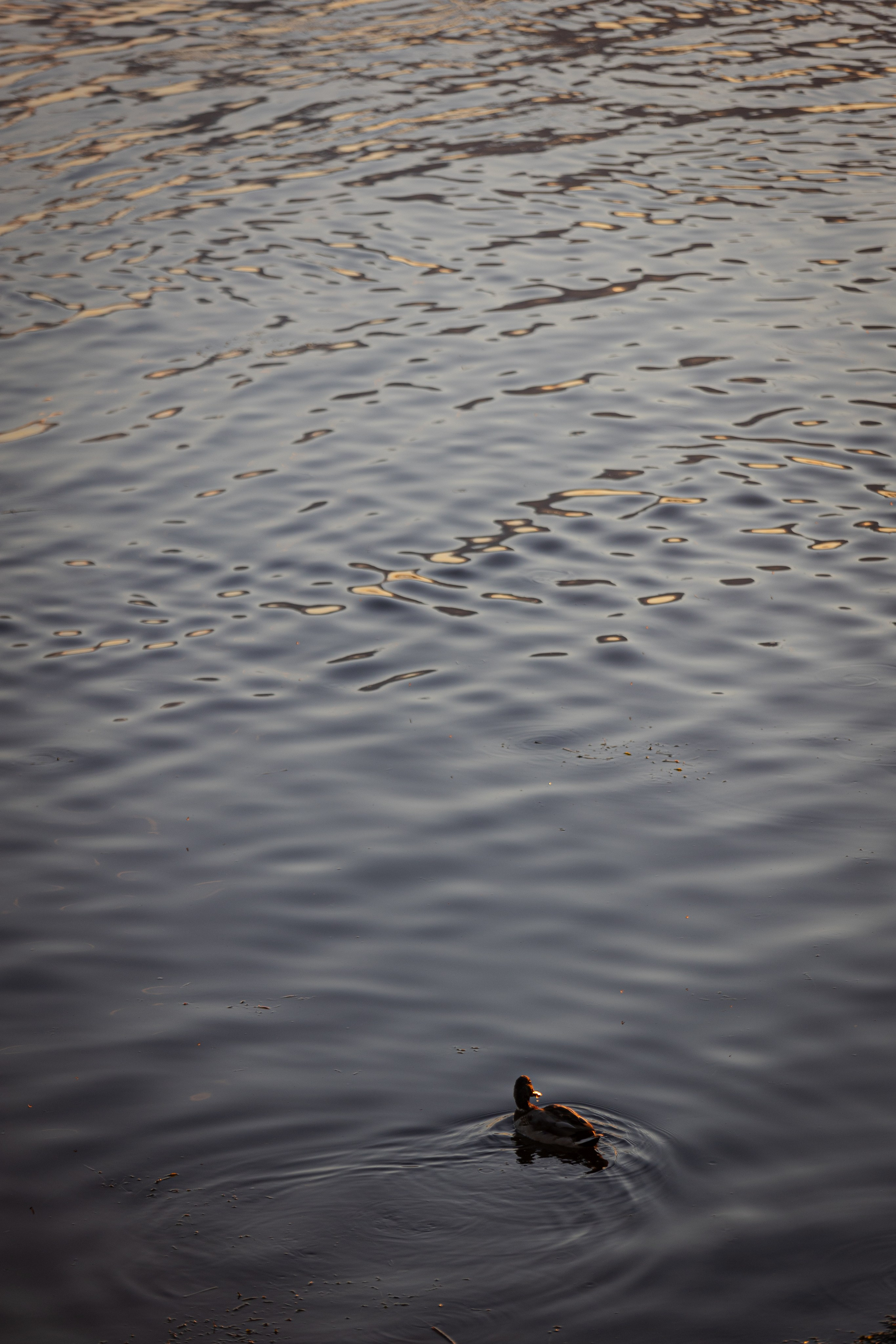 Дмитрий и Валерия. Ваш фотограф — Александра Андрущенко