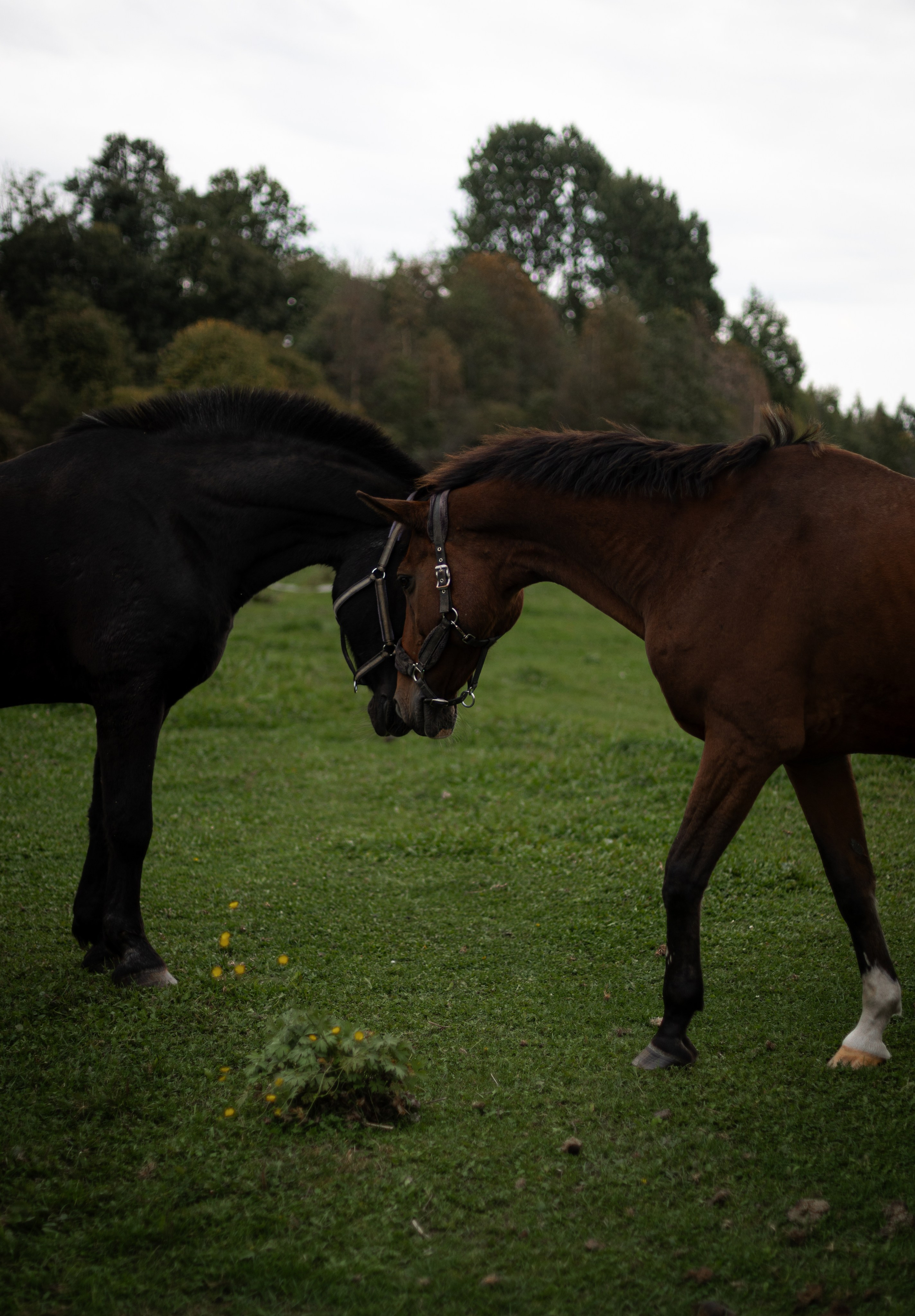 Три Саши. Ваш фотограф — Александра Андрущенко