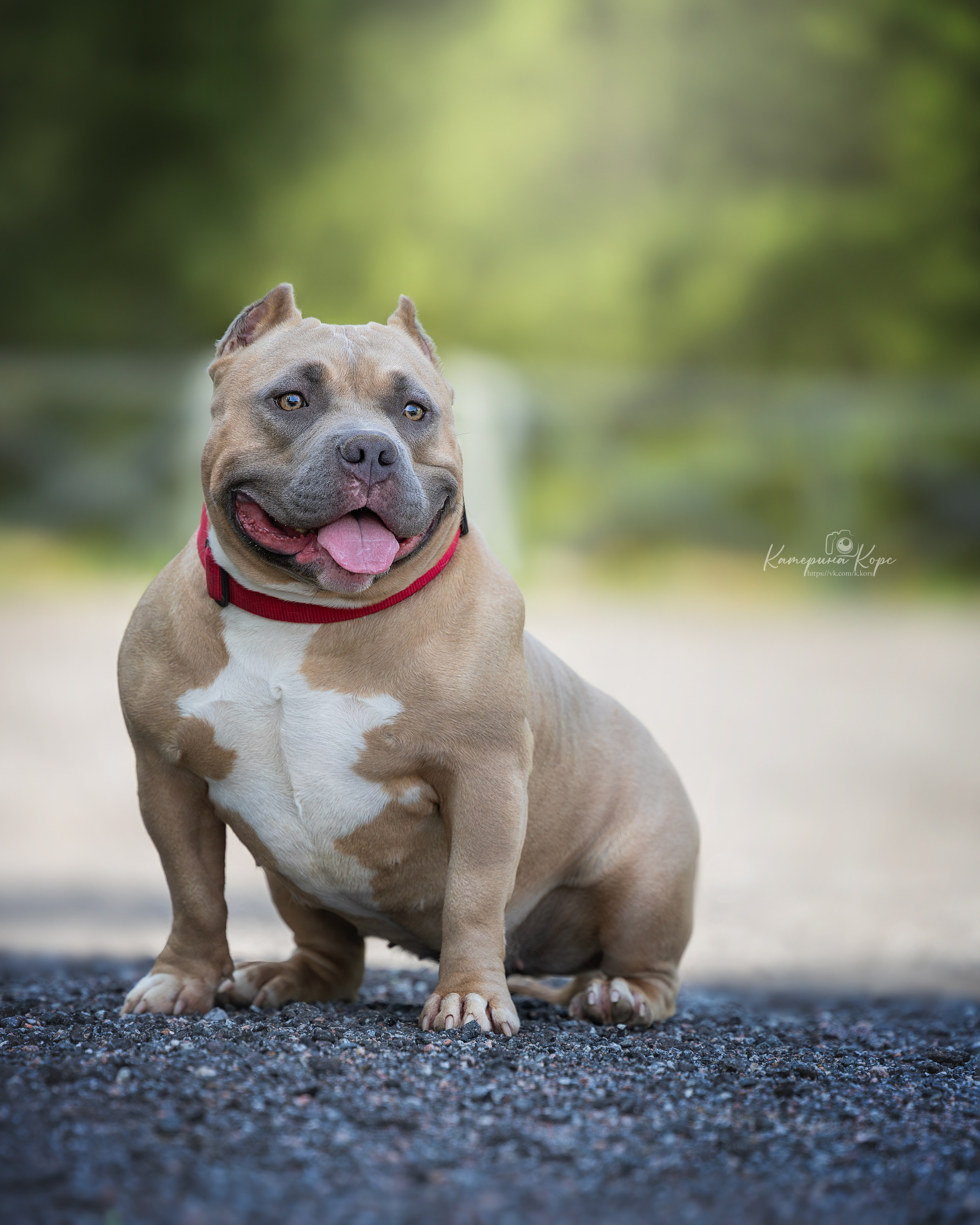 A&A Atena. Фотограф-анималист Катерина Корс