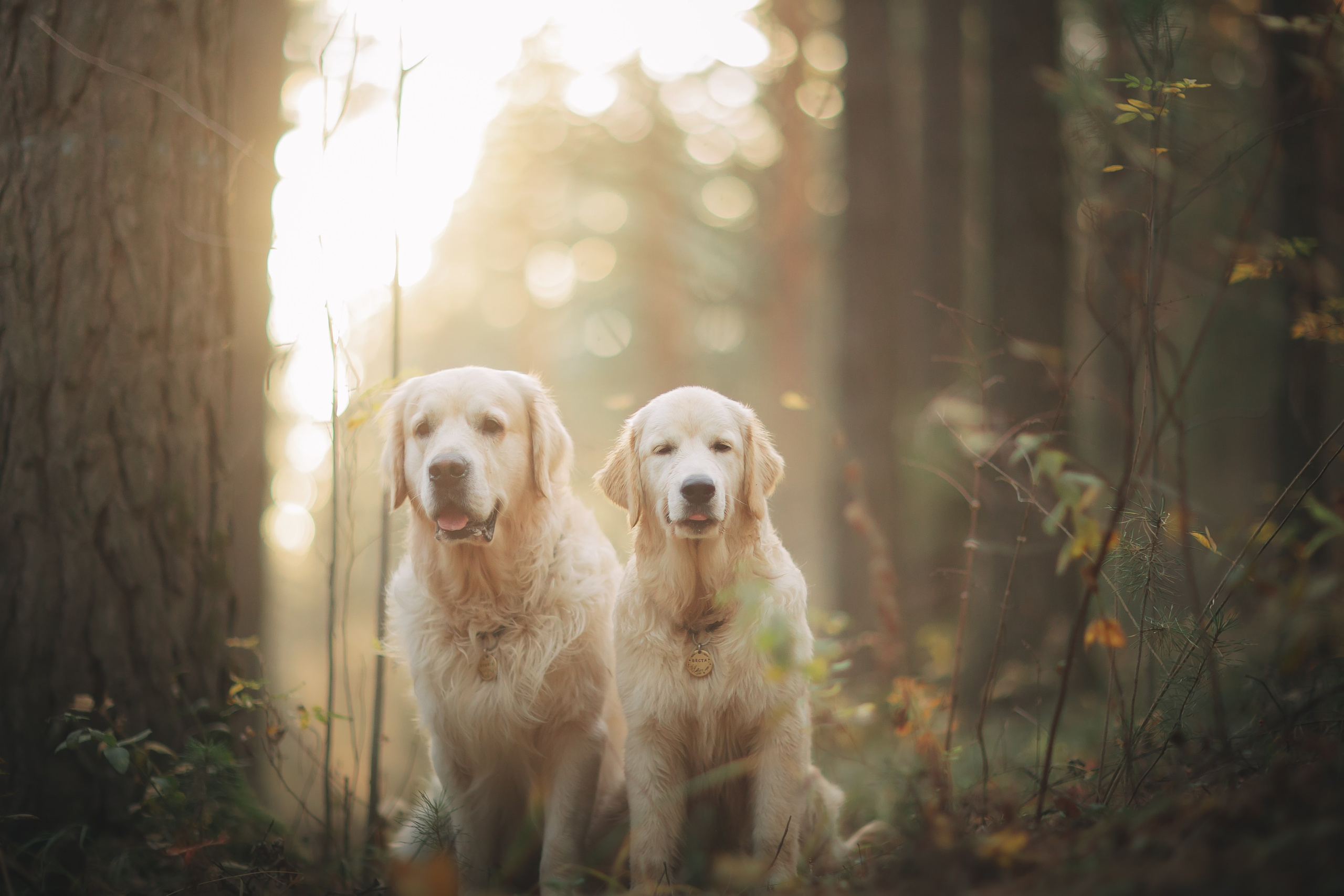 Снежик и Веста. Свадебный и женский фотограф