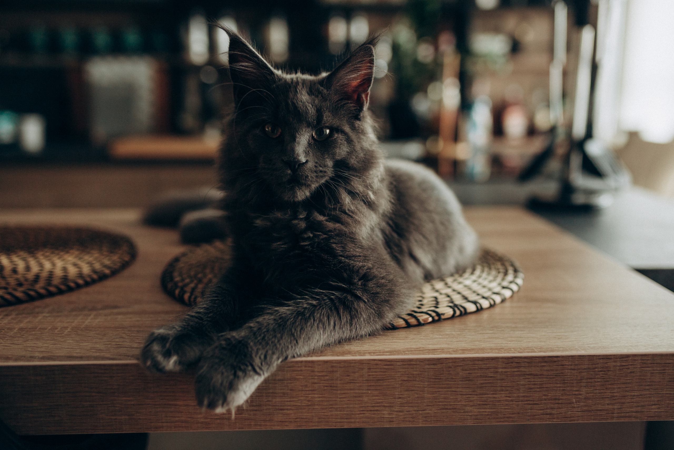 Домашняя история Лены. Семейный и свадебный фотограф Брянск, Москва Ольга Ли
