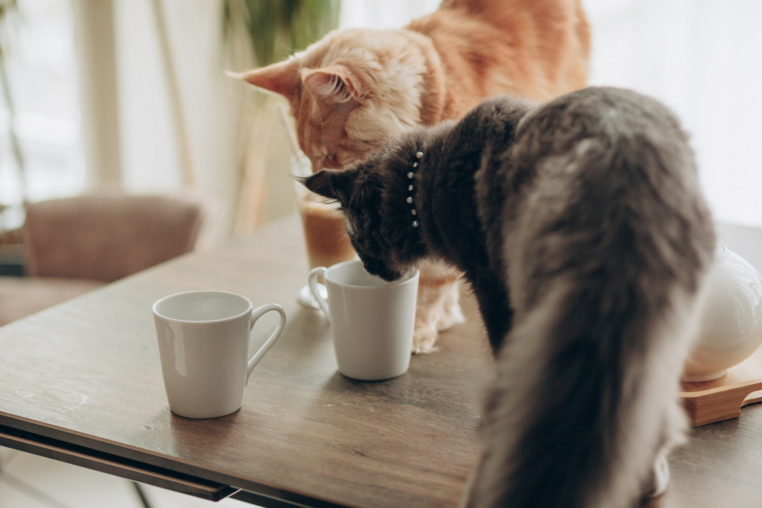 Домашняя история Лены. Семейный и свадебный фотограф Брянск, Москва Ольга Ли