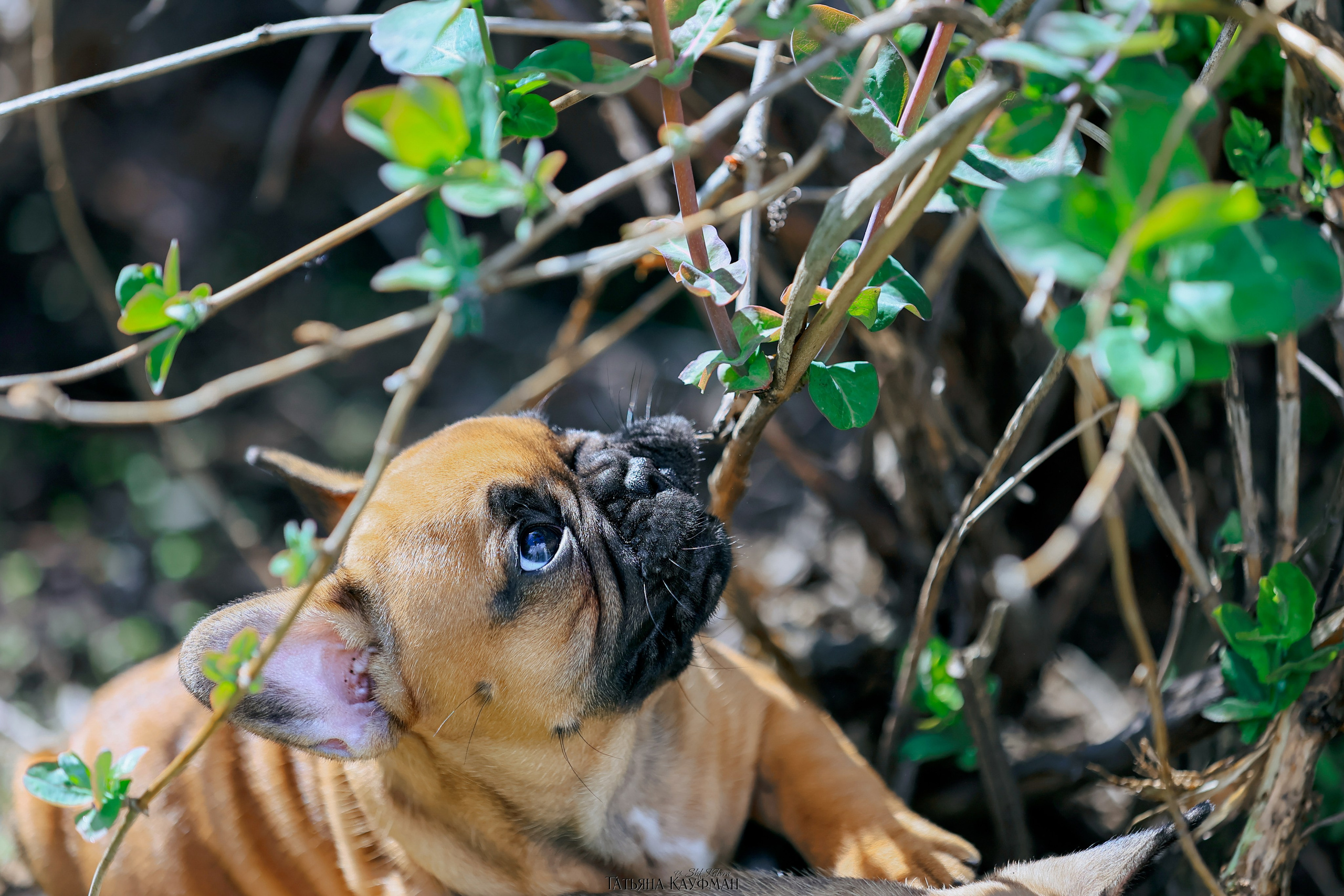 Французский бульдог, фотография французского бульдога, щенки бульдога, щенки французского бульдога, красивая собака, фотограф анималист, фотокурс Анималистика, научиться фотографировать собак, фотограф Новосибирск