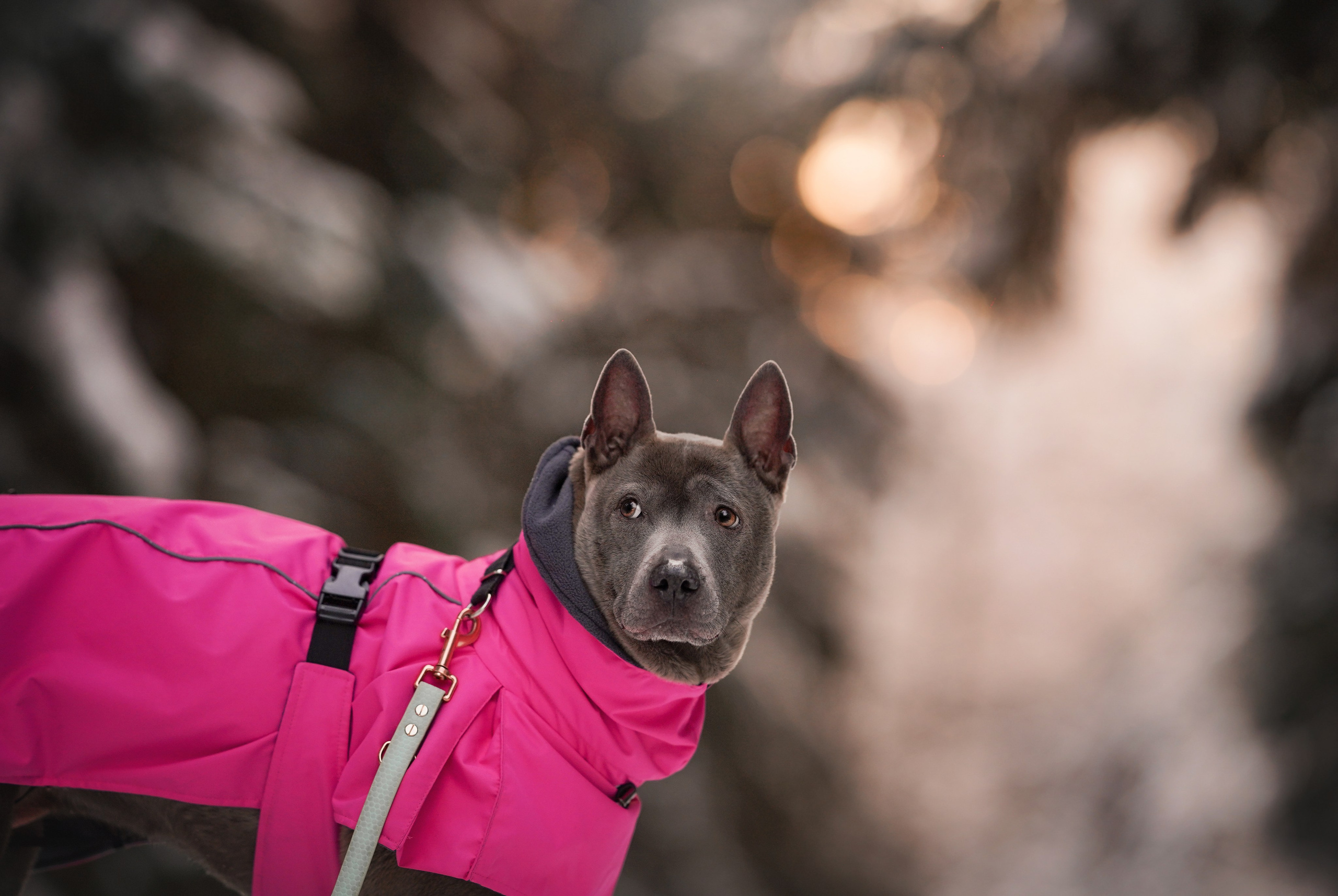 Даша Илья Вениамина и Мэдиссон. Фотограф-анималист в Санкт-Петербурге Яна Мартынова