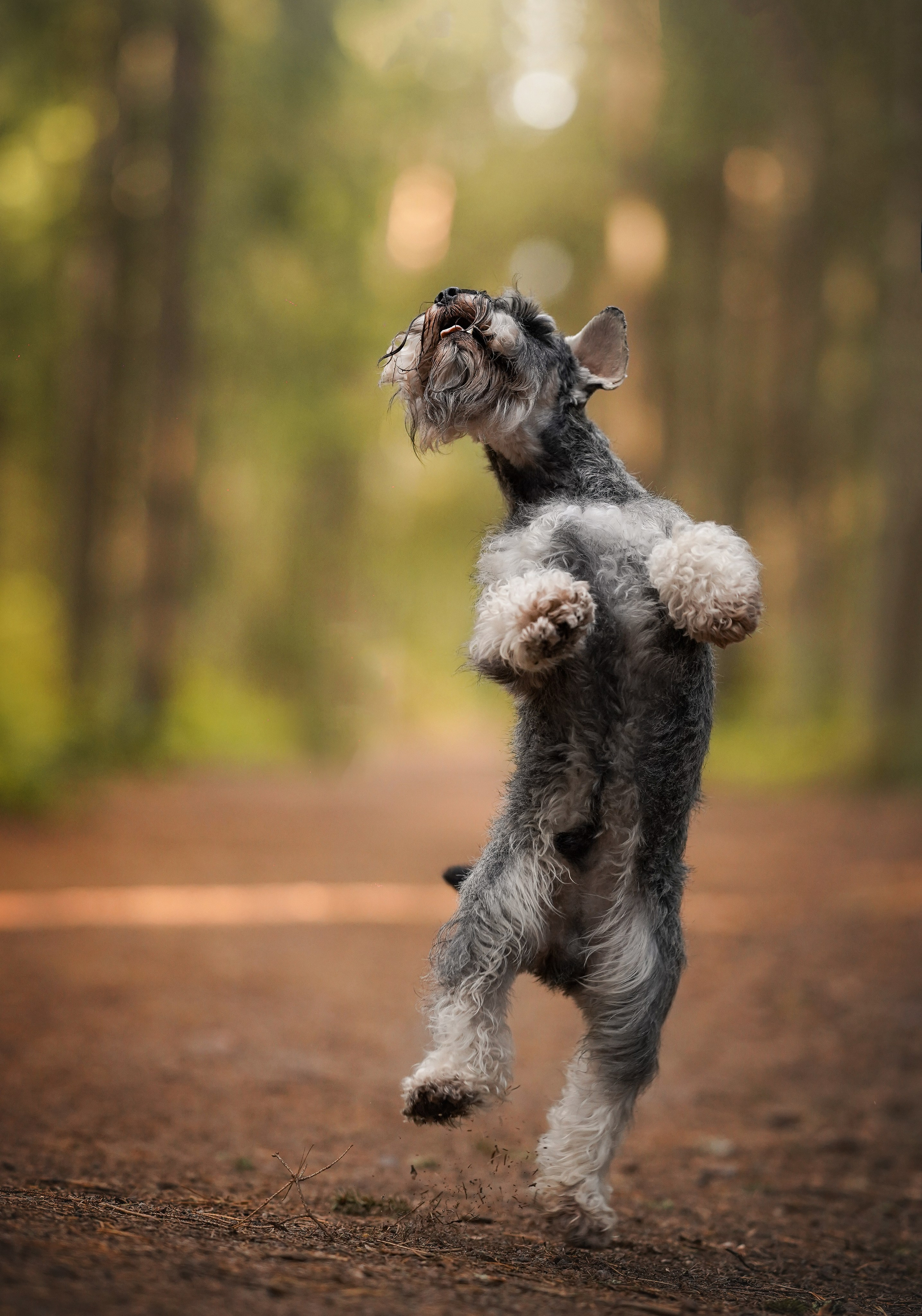 Даша Никита и Бенчи. Фотограф-анималист в Санкт-Петербурге Яна Мартынова