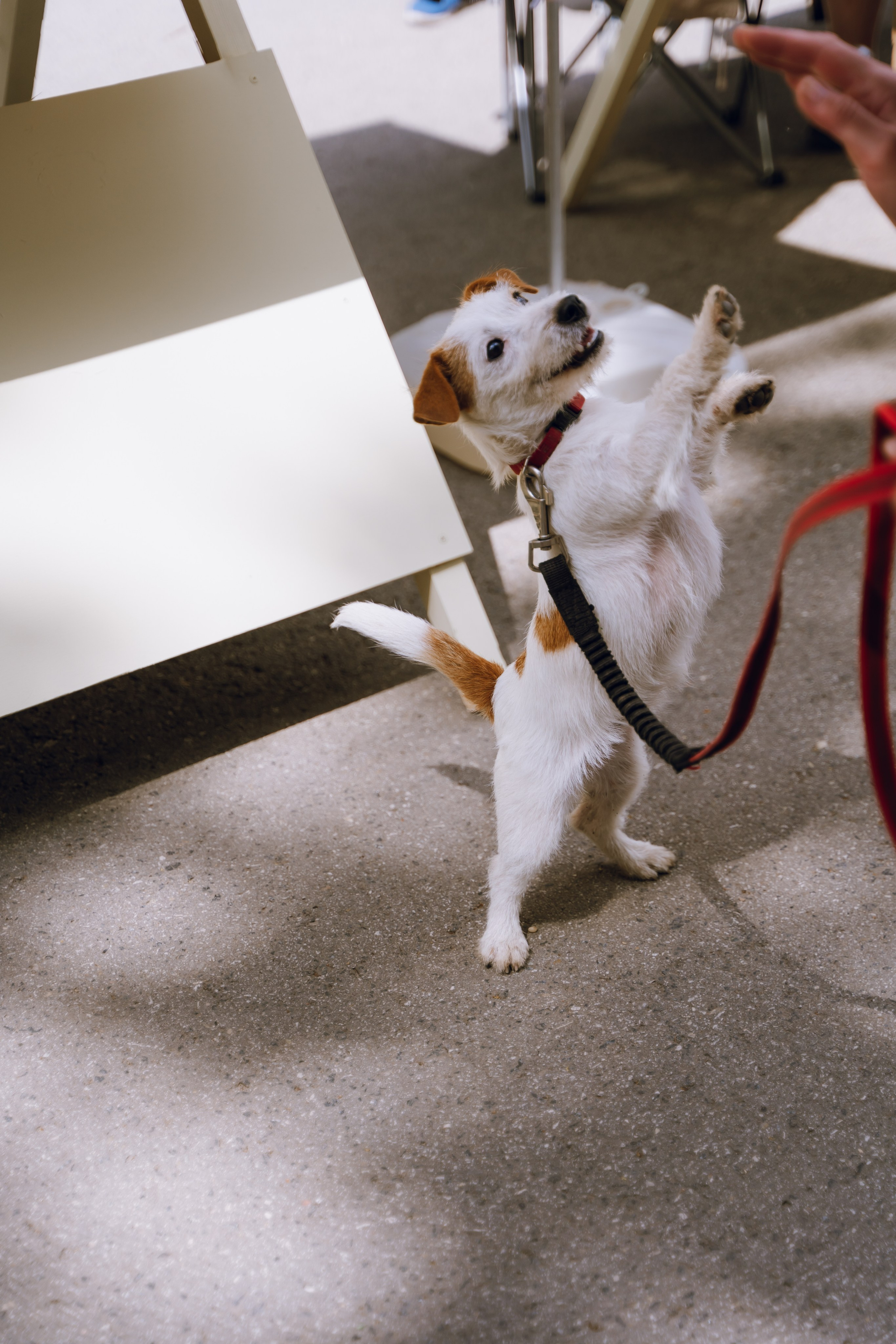 Площадка фестиваля «Мампус и его друзья» в Лесопарке 2025. Фотограф Надежда Погребняк | Рязань | Москва