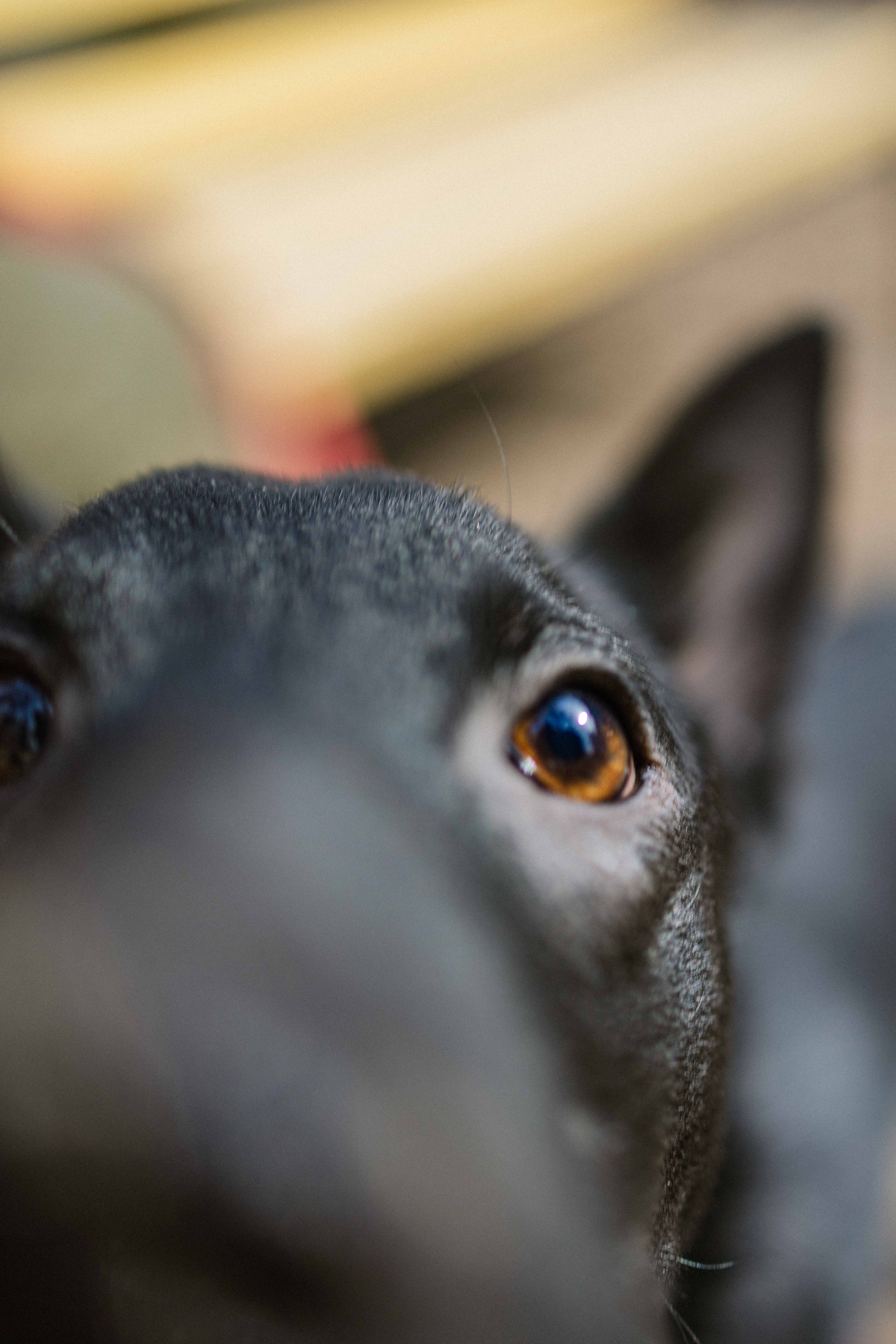 Булька. Фотограф-анималист в Москве Лера Черноног
