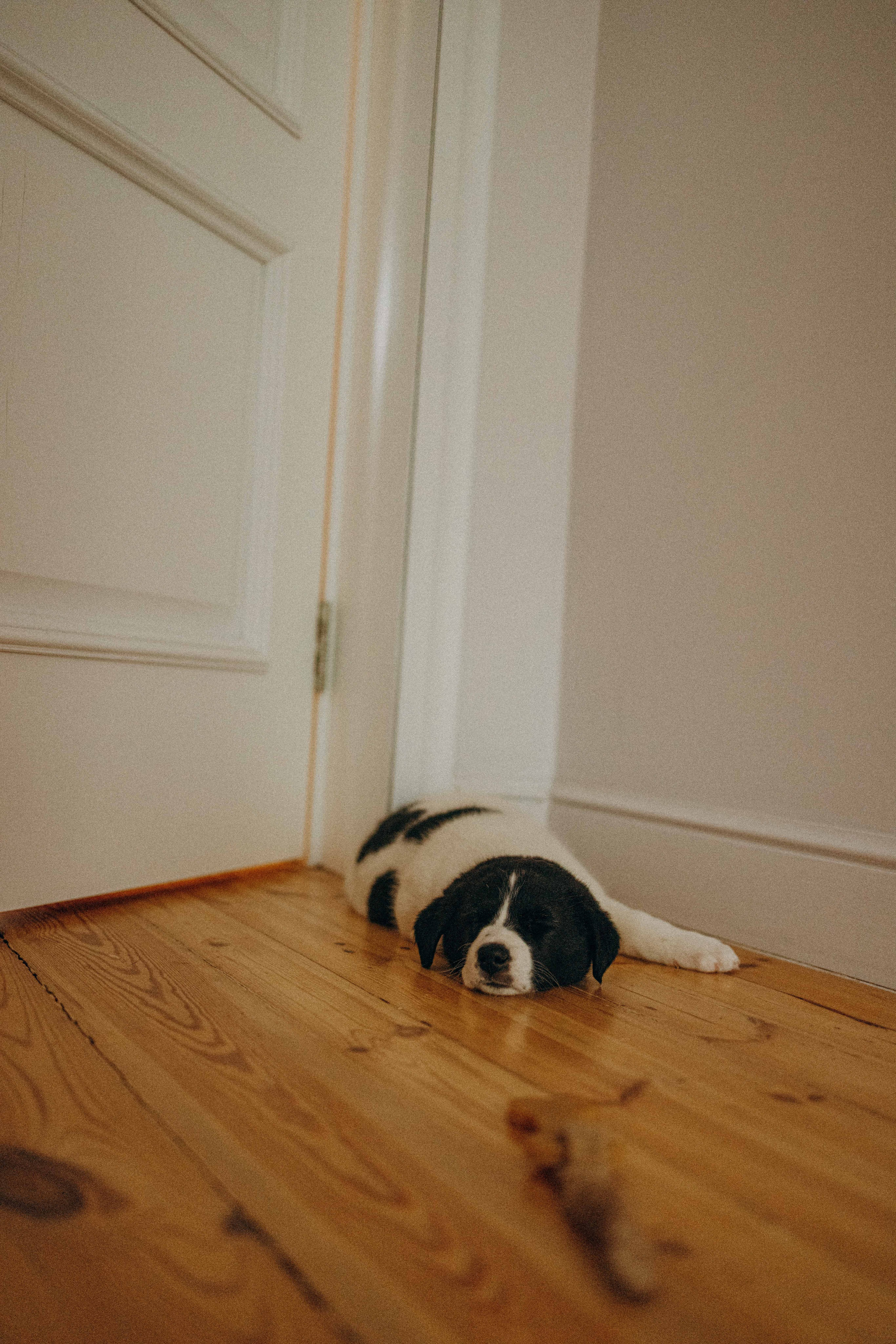 Щеночки. Фотограф-анималист в Москве Лера Черноног