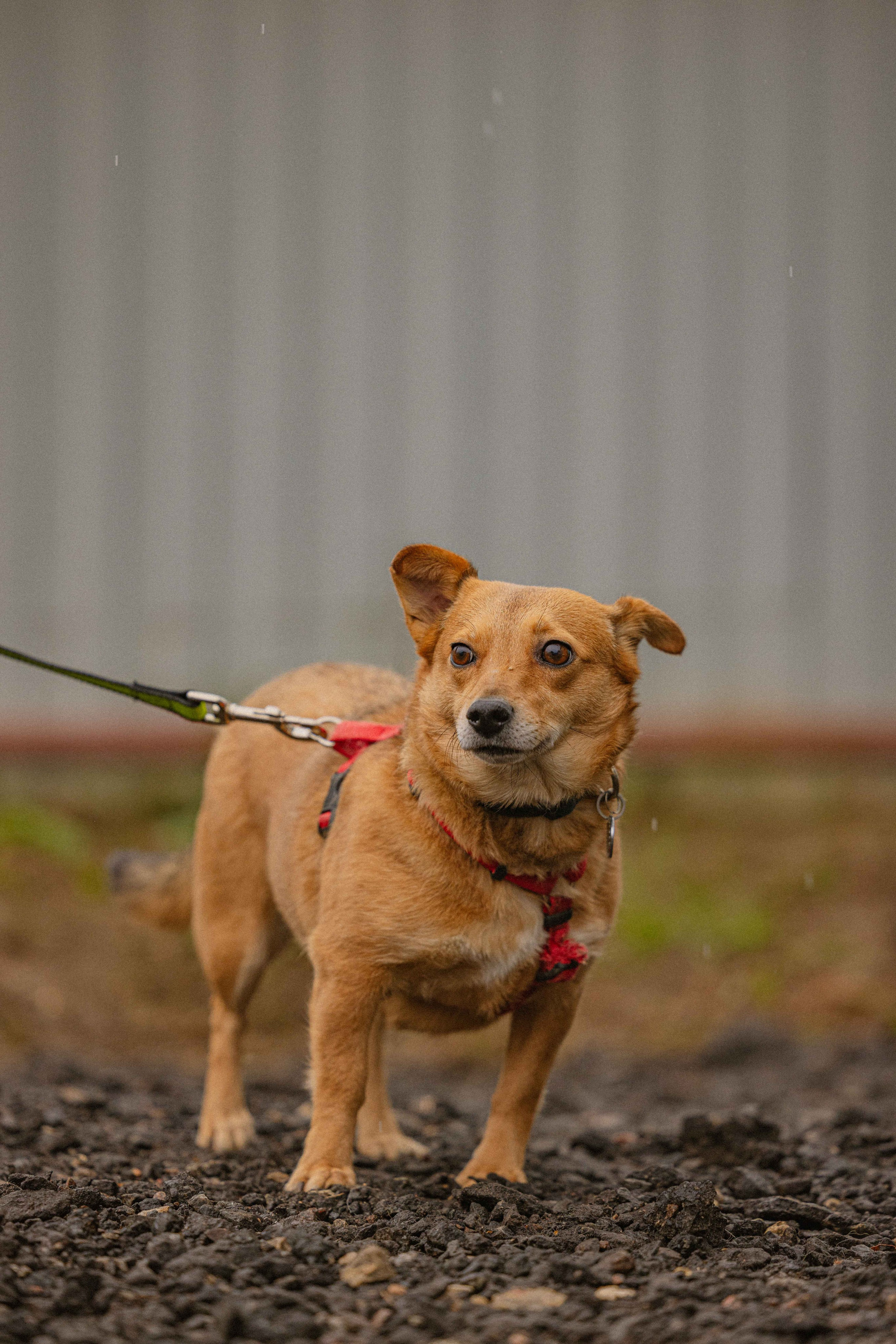Передержка. Фотограф-анималист в Москве Лера Черноног