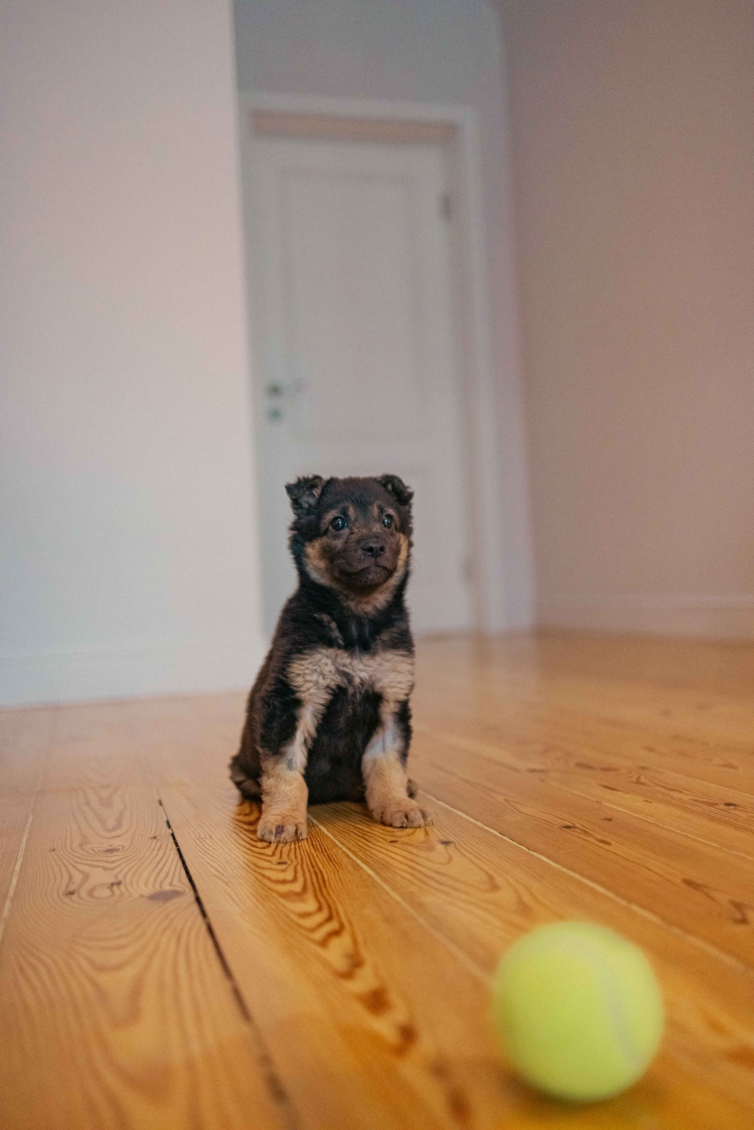 Пеппа. Фотограф-анималист в Москве Лера Черноног