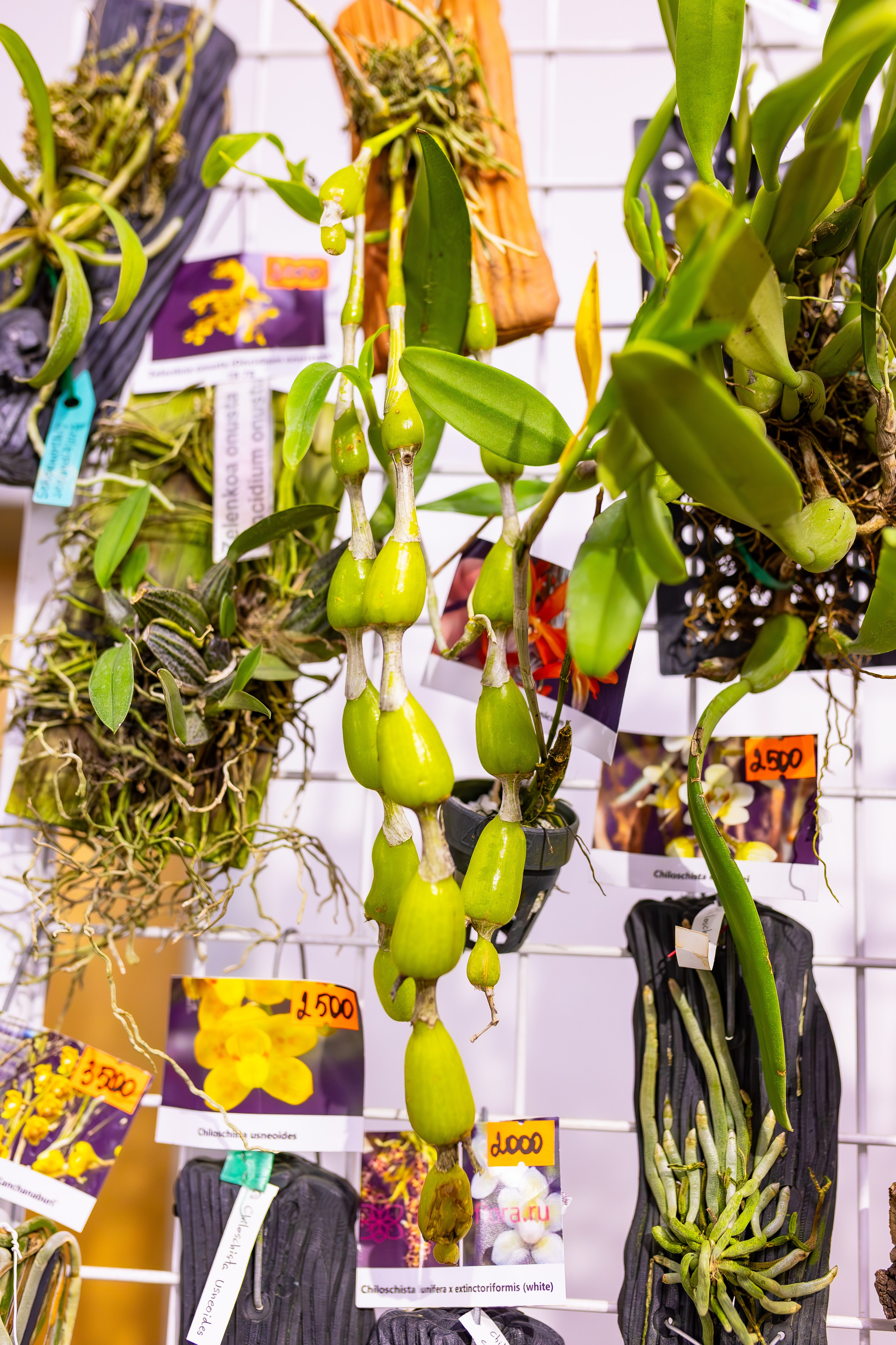 Орхидиум сентябрь 2025. Александра Куликова фотограф, Москва