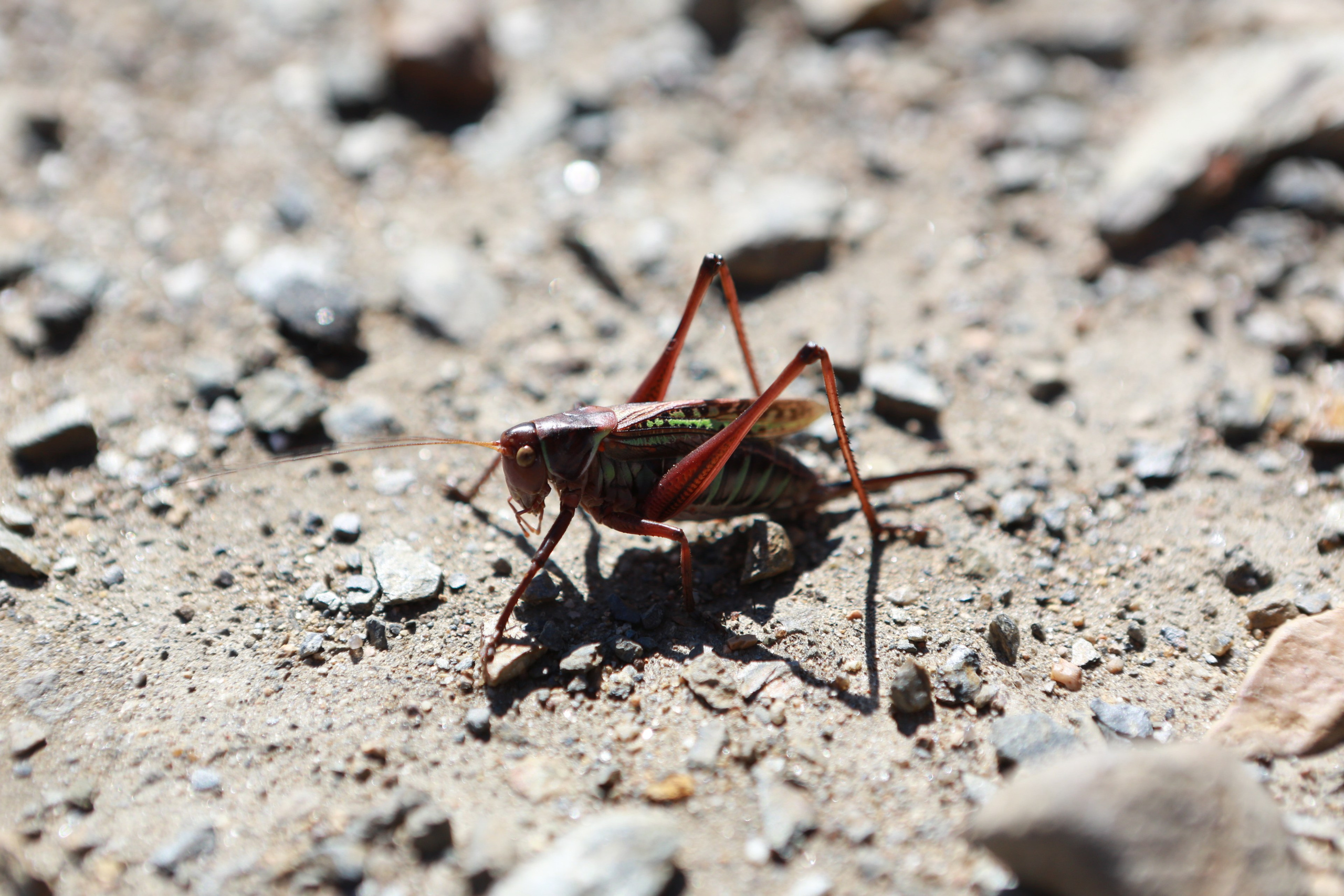 Фото Природы Забайкалья. Студия Максима Белослюдцева