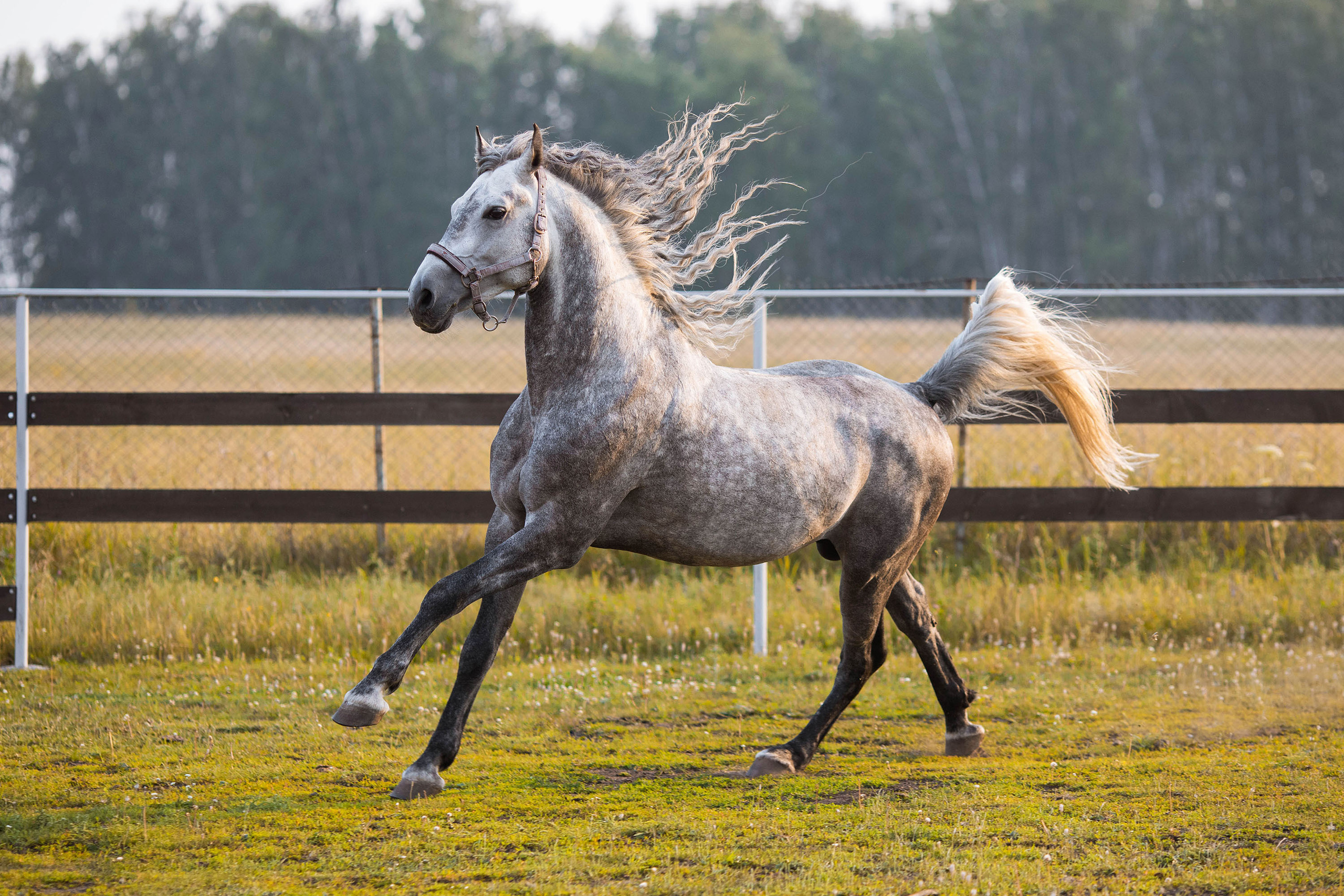 Съемка животных. Конный фотограф в Челябинске Стромова Ольга