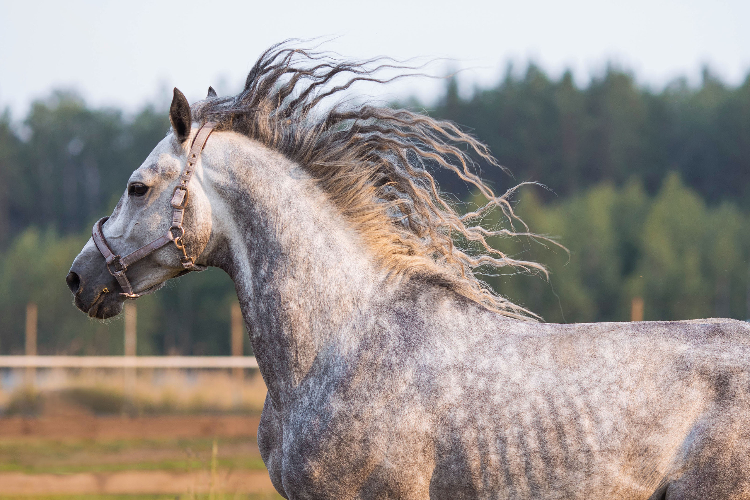 Съемка животных. Конный фотограф в Челябинске Стромова Ольга
