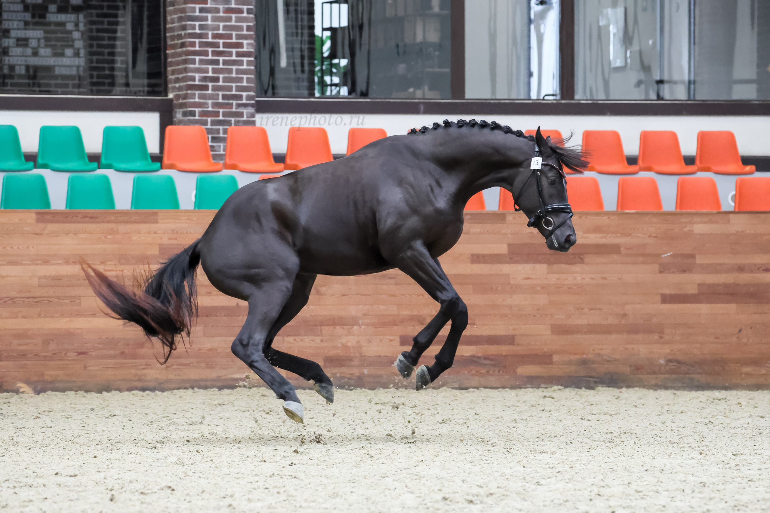 Конная Россия 2024 Оценка двигательных качеств. Irenephoto.ru