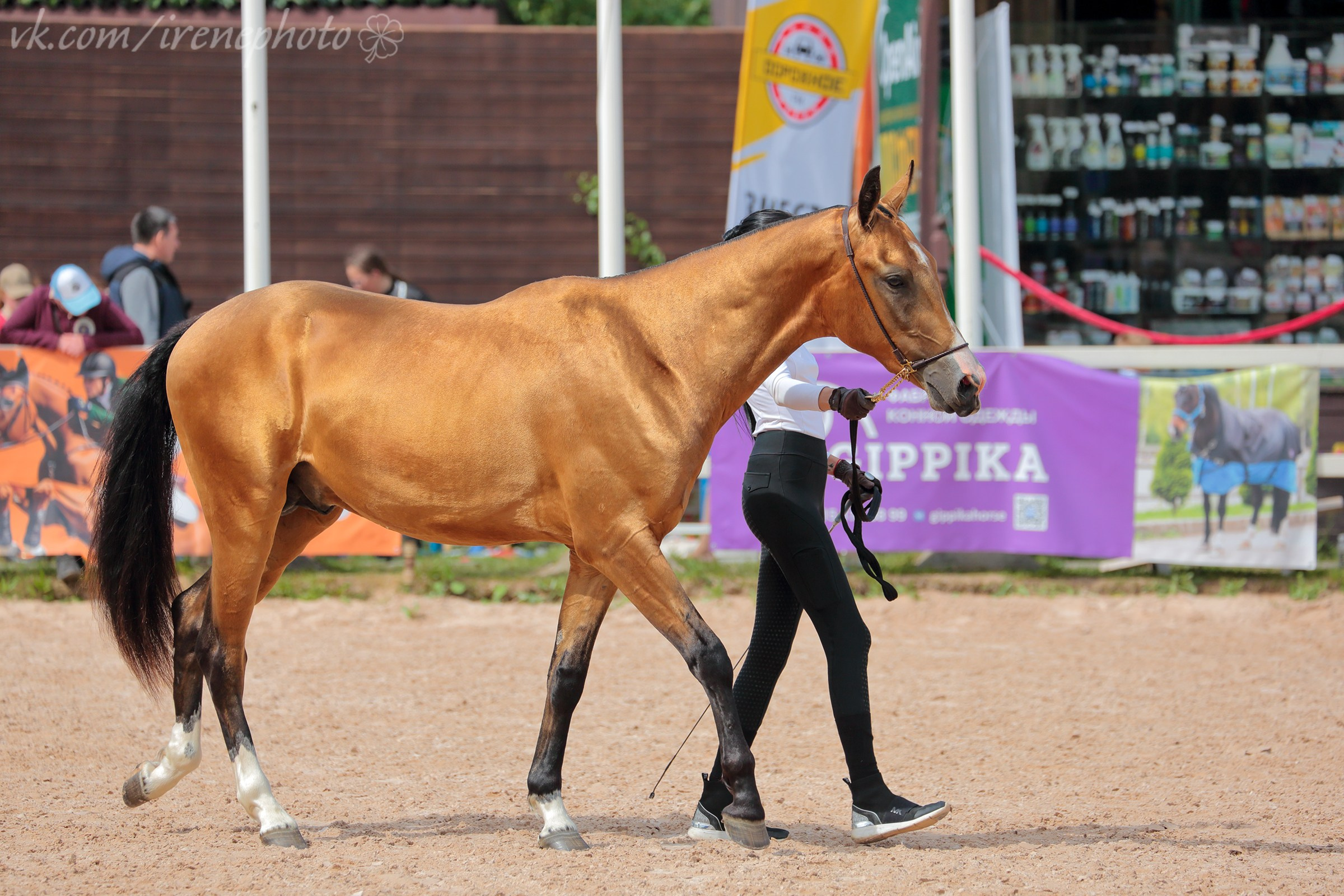 Иппосфера 2024. Irenephoto.ru
