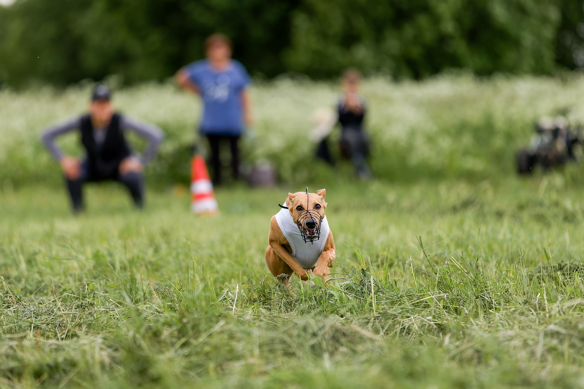 Чемпионат по курсингу июнь 2026. Irenephoto.ru