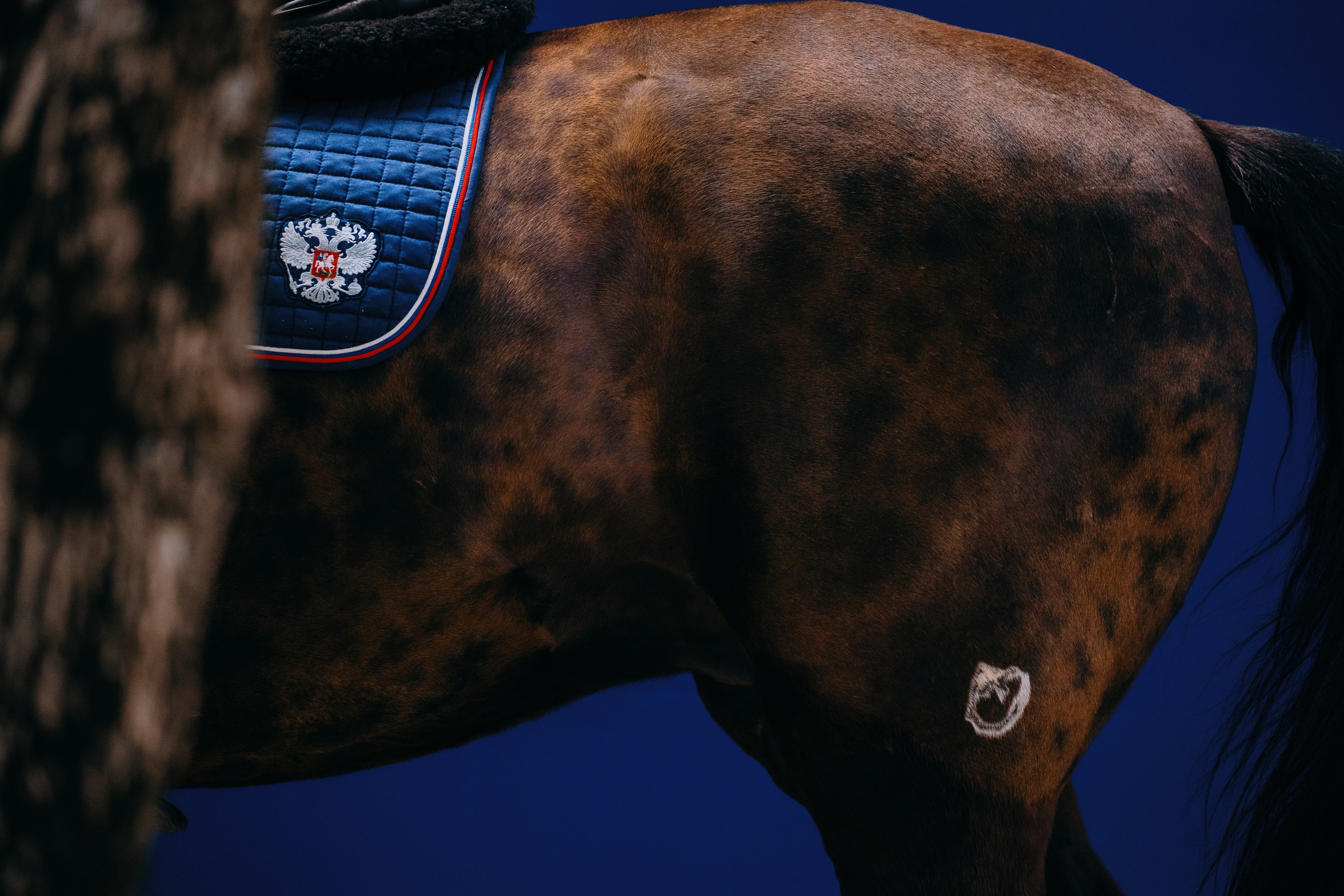 Тренировки. Фотограф-анималист Ксендзова Кристина