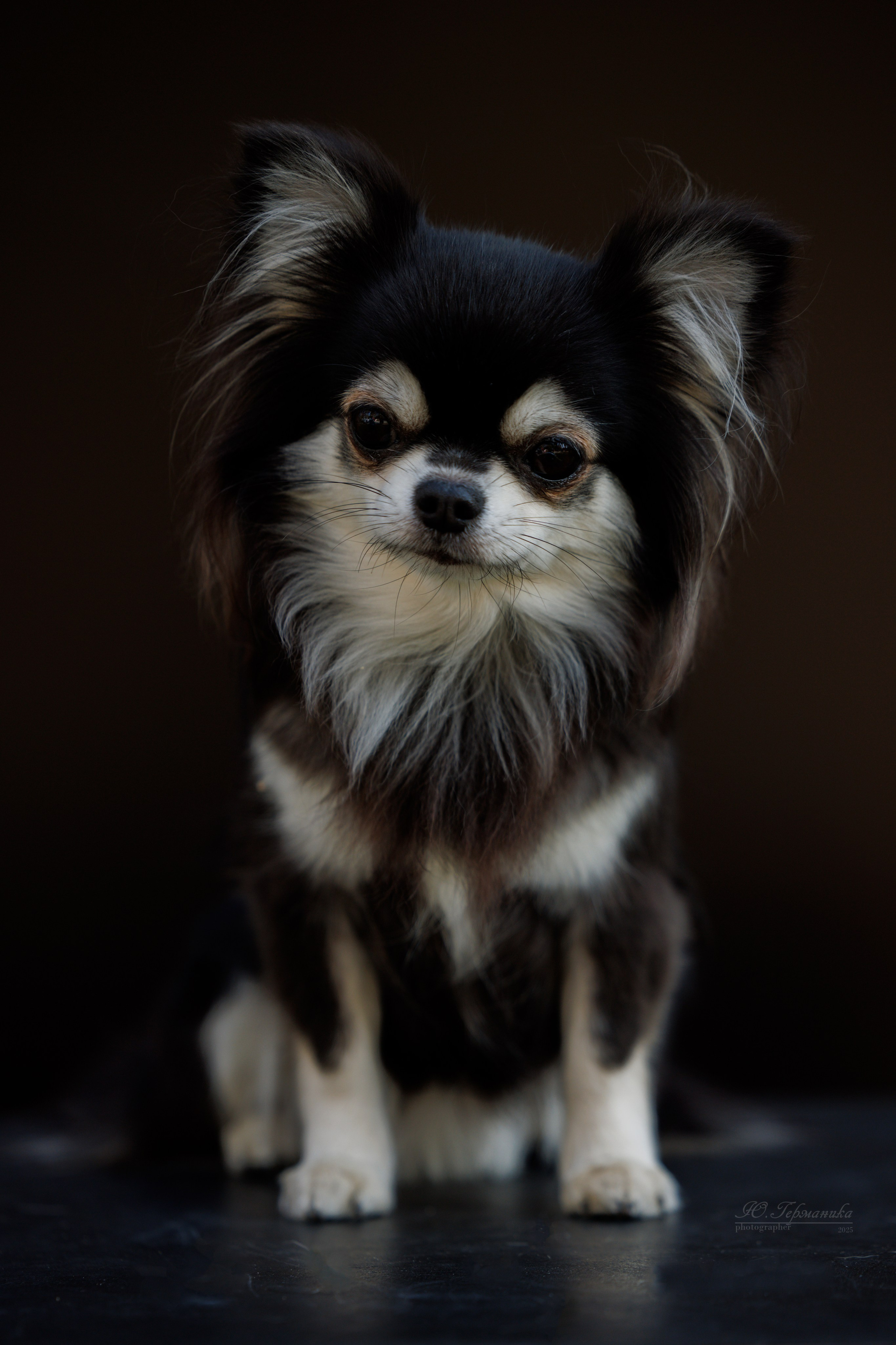 Ташкент 3хCACIB 3-5.10.2025. Фотограф-анималист Юлия Германика