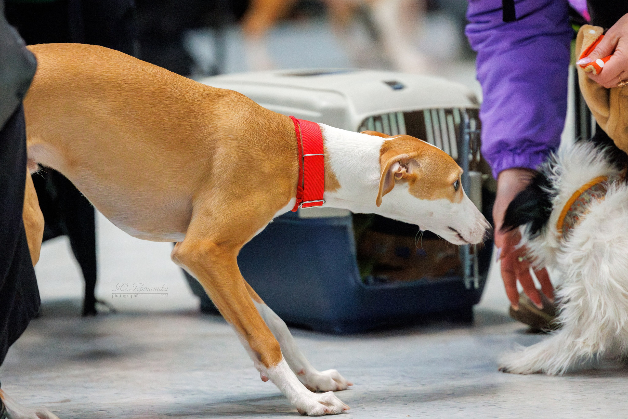 Питер ротвейлеры 18.01,Крокус 19.01.2025. Фотограф-анималист Юлия Германика