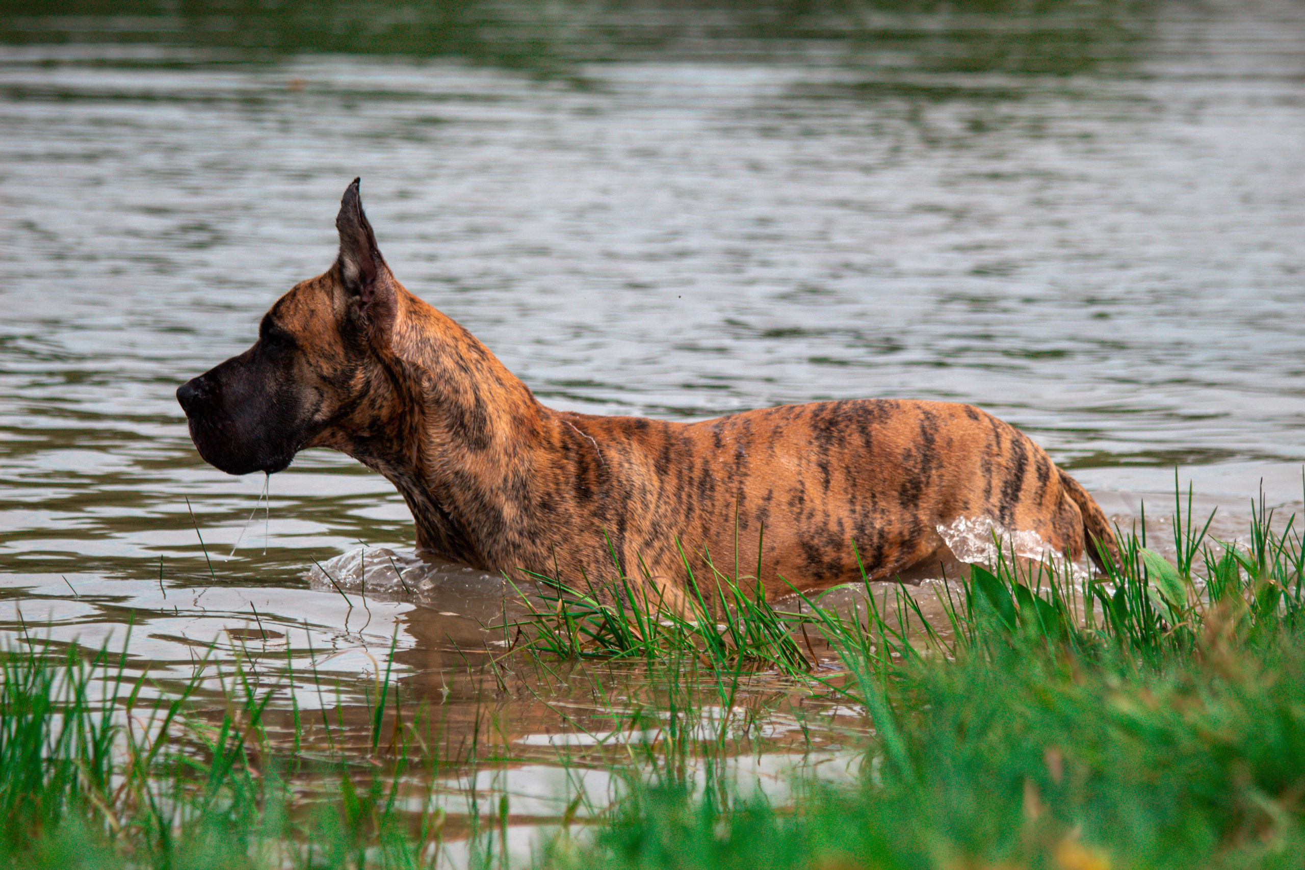 Фотосессии с животными Тула. Фотограф анималист — Тула, Москва