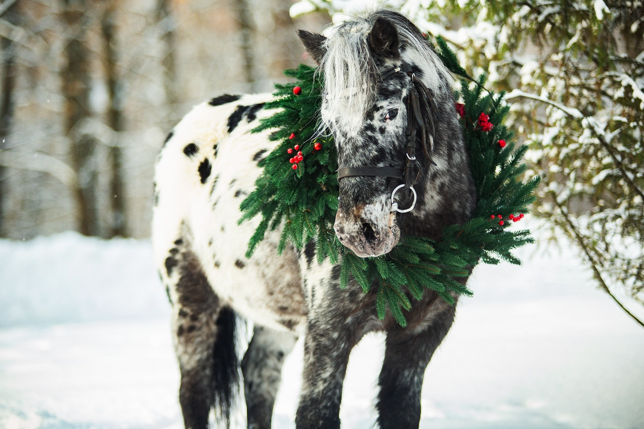 Зимние фотосессии. Конный фотограф Юлия Дроздова