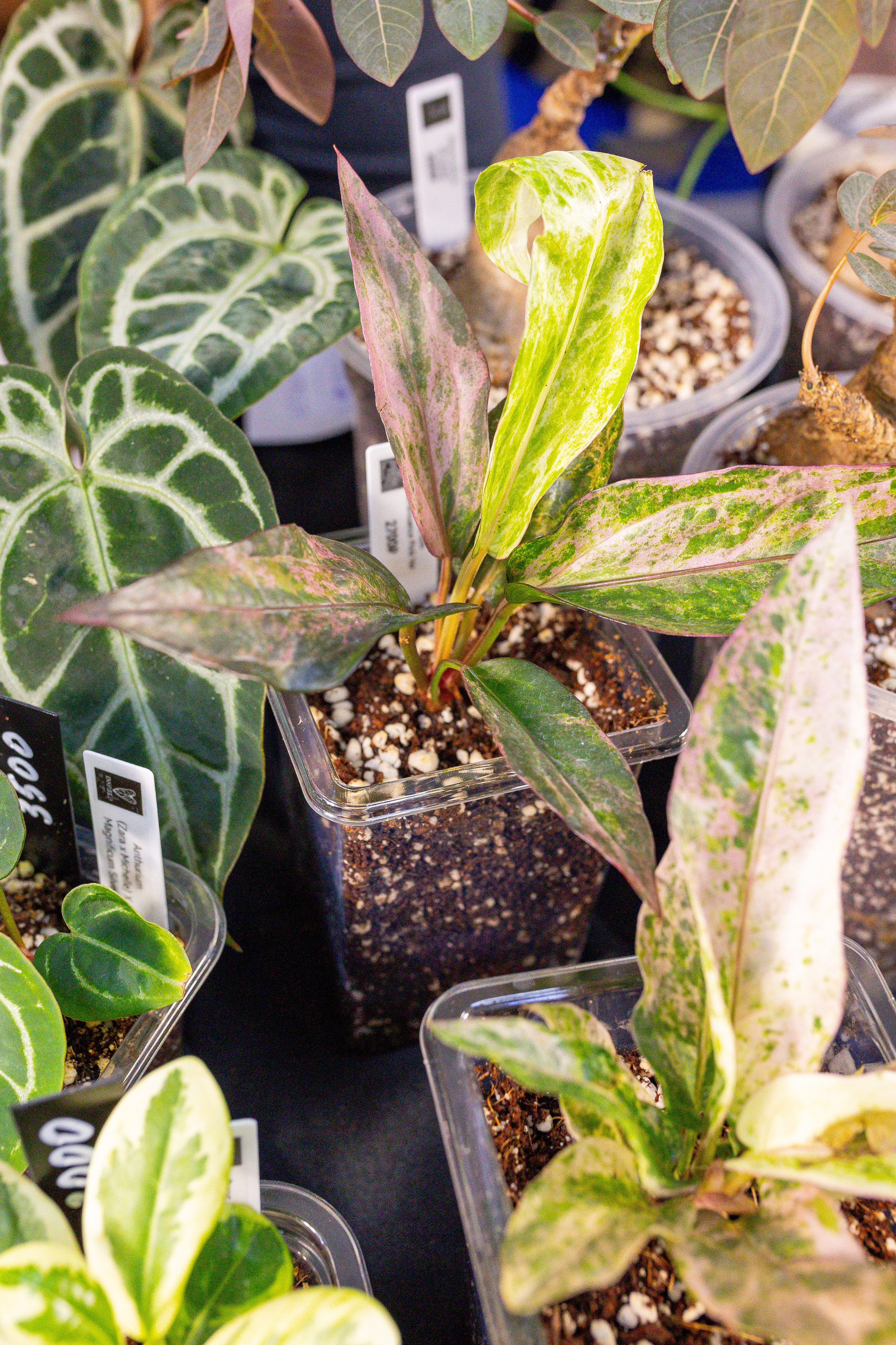 Монстериум 11–12 октября. Александра Куликова фотограф, Москва