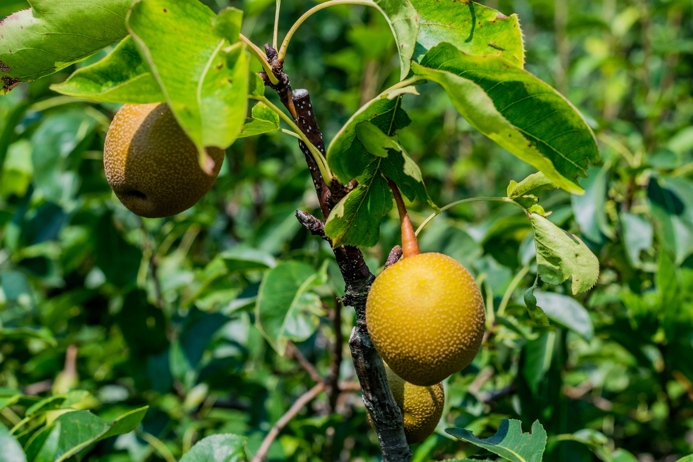 Антон Курдюмов фотограф в Хабаровске Рина Курдюмова фото27 foto27 Антон Дорофеев репортажный репортаж документалист Тони и Рина фотосоздатели Виноградники Хехцир 2024 Хабаровск виноград дикий фермер фермерство дачный сезон