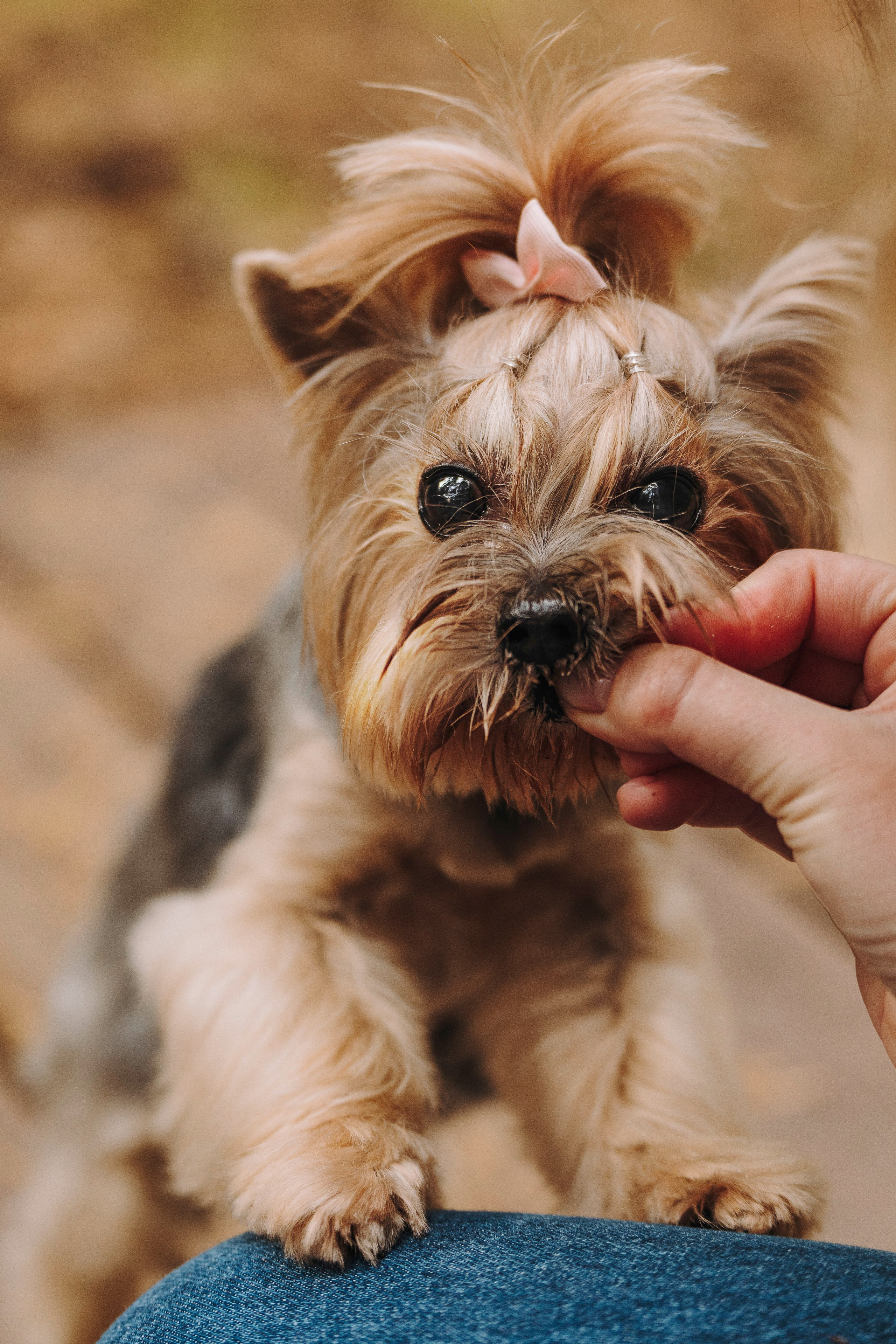 Евгения и Маруся. Фотограф анималист в Спб недорого Олеся Майорова
