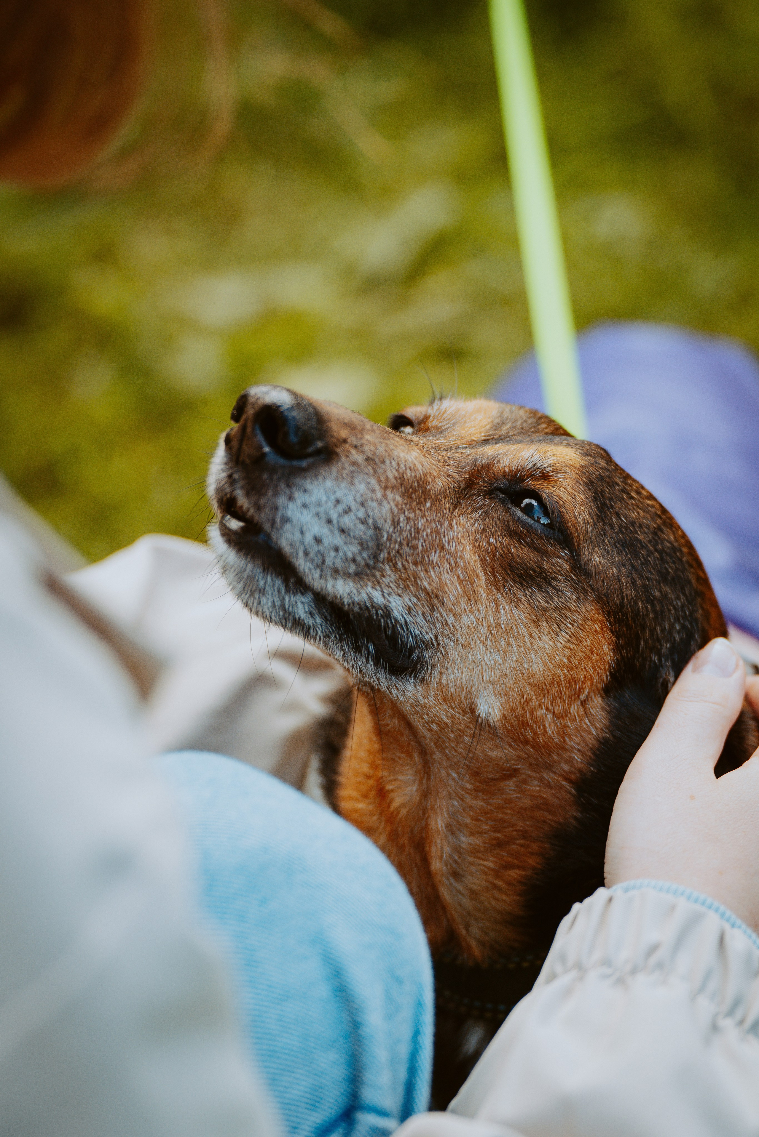 Такспарад. Фотограф анималист в Спб недорого Олеся Майорова