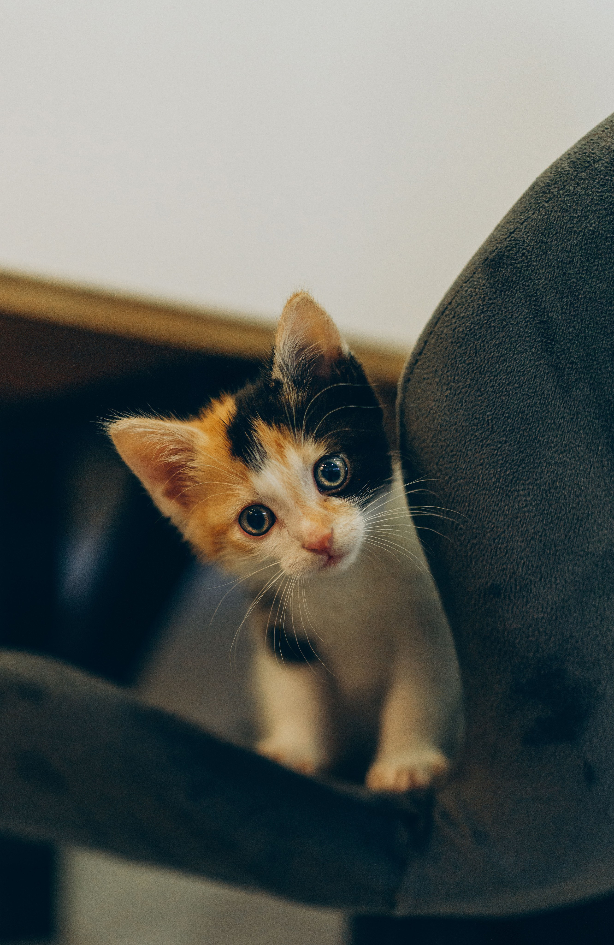 Соник. Фотограф анималист в Спб недорого Олеся Майорова