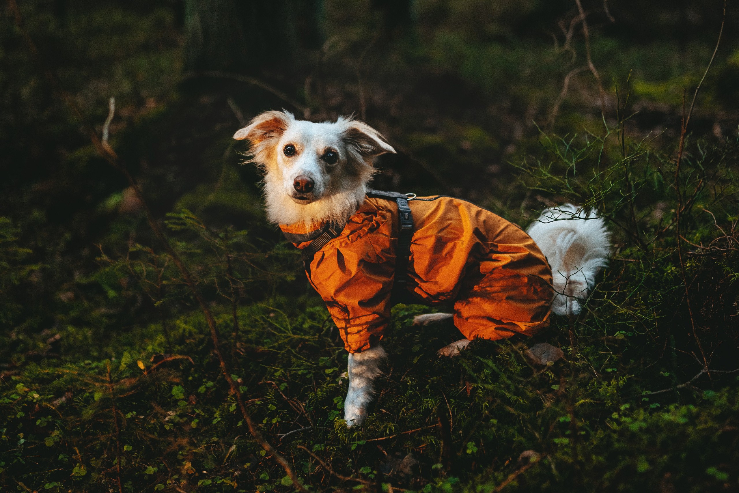 Бруно, Алена и Антон. Фотограф анималист в Спб недорого Олеся Майорова