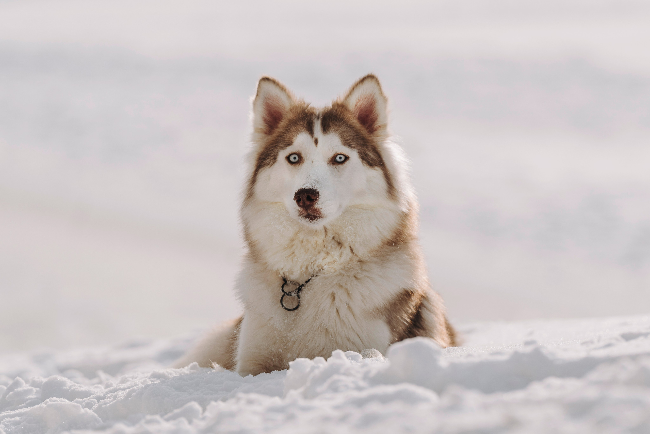 Мария и Амелия. Фотограф анималист в Спб недорого Олеся Майорова