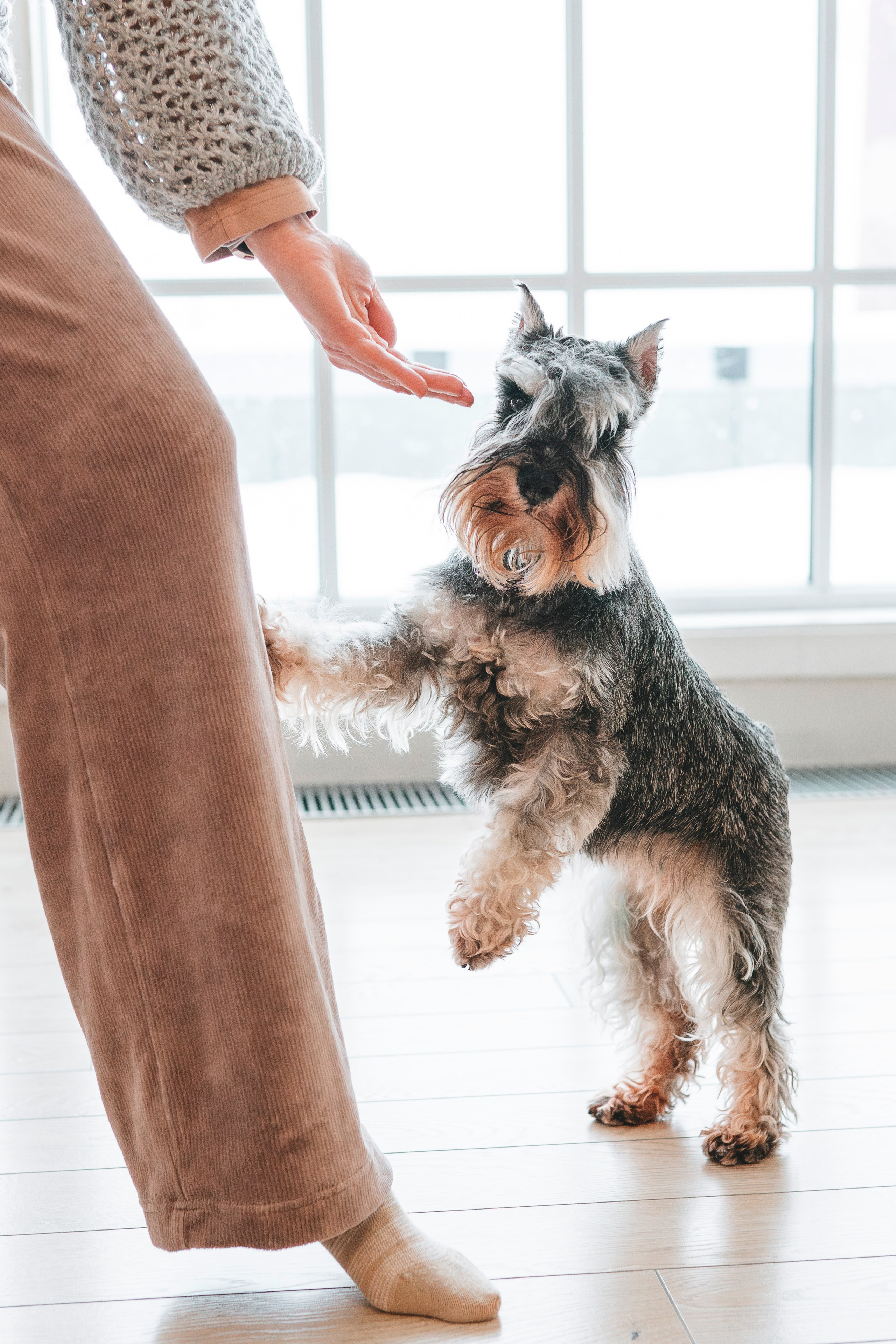 Ольга и Сатори. Фотограф анималист в Спб недорого Олеся Майорова