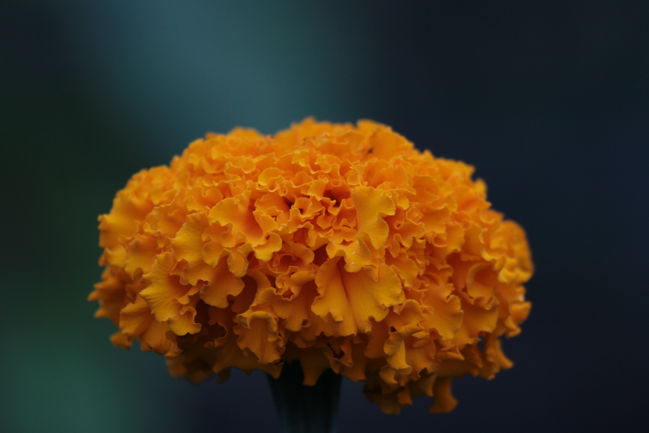 Фото Цветов. Студия Максима Белослюдцева