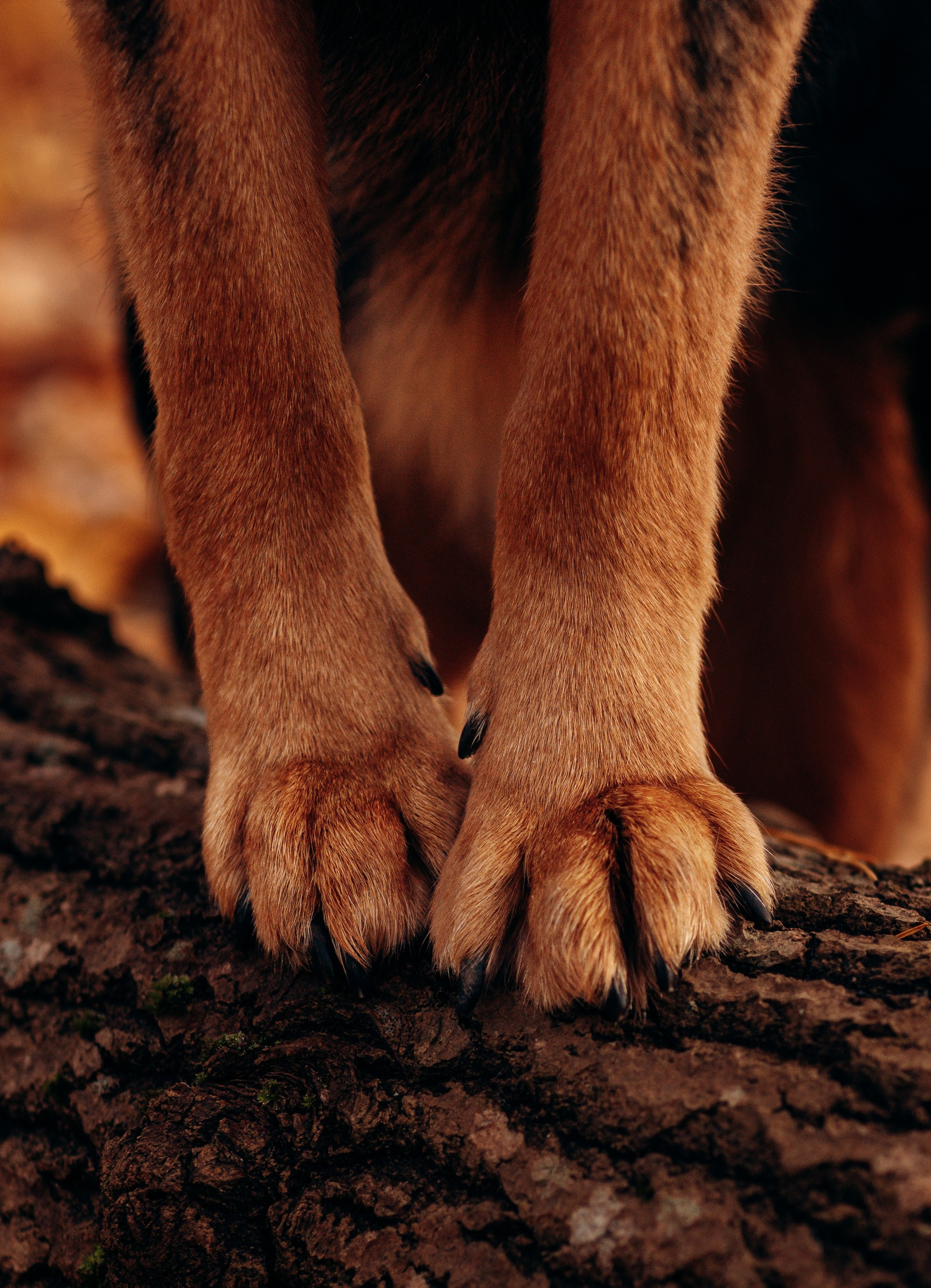 Глаша и Любовь. Фотограф анималист в Спб недорого Олеся Майорова