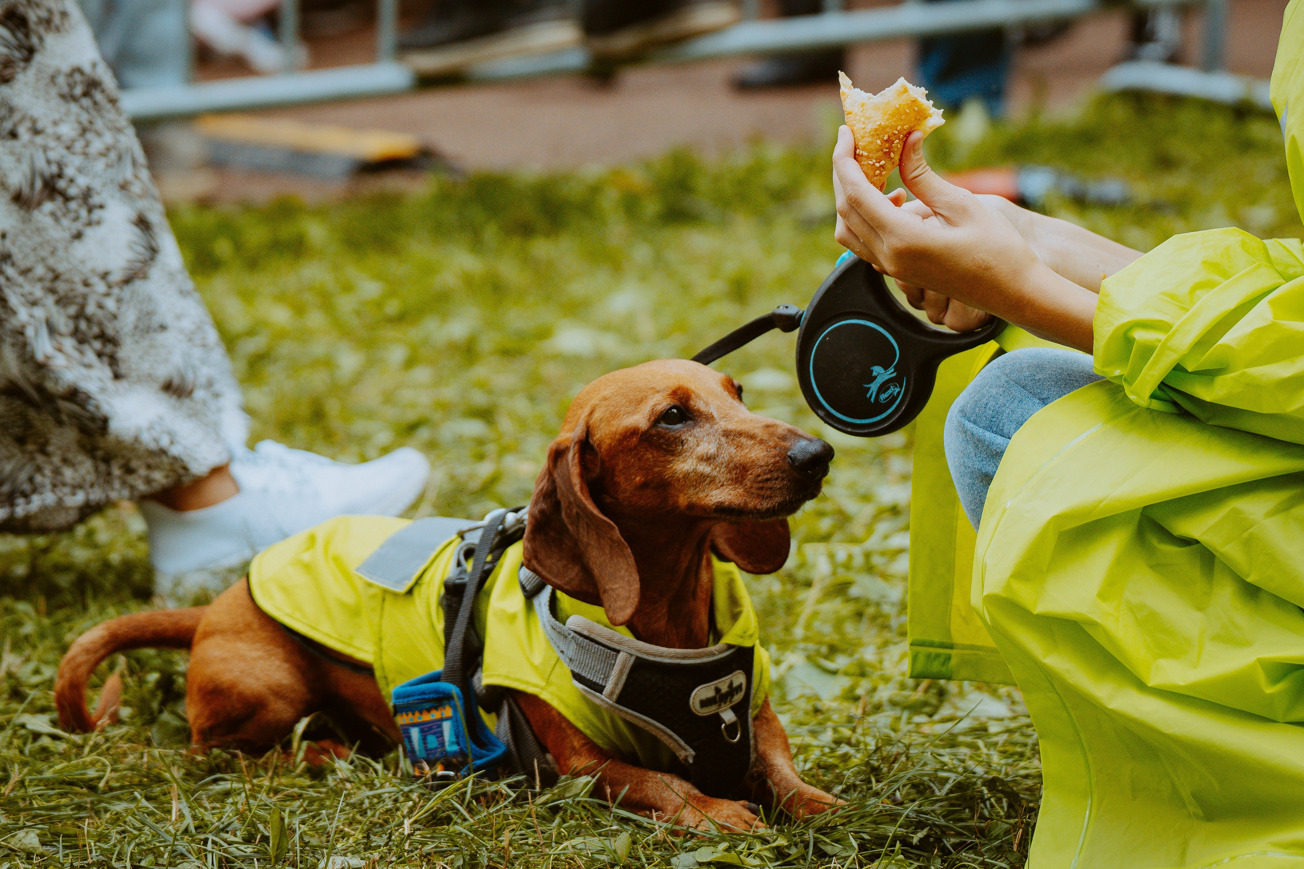 Такспарад. Фотограф анималист в Спб недорого Олеся Майорова