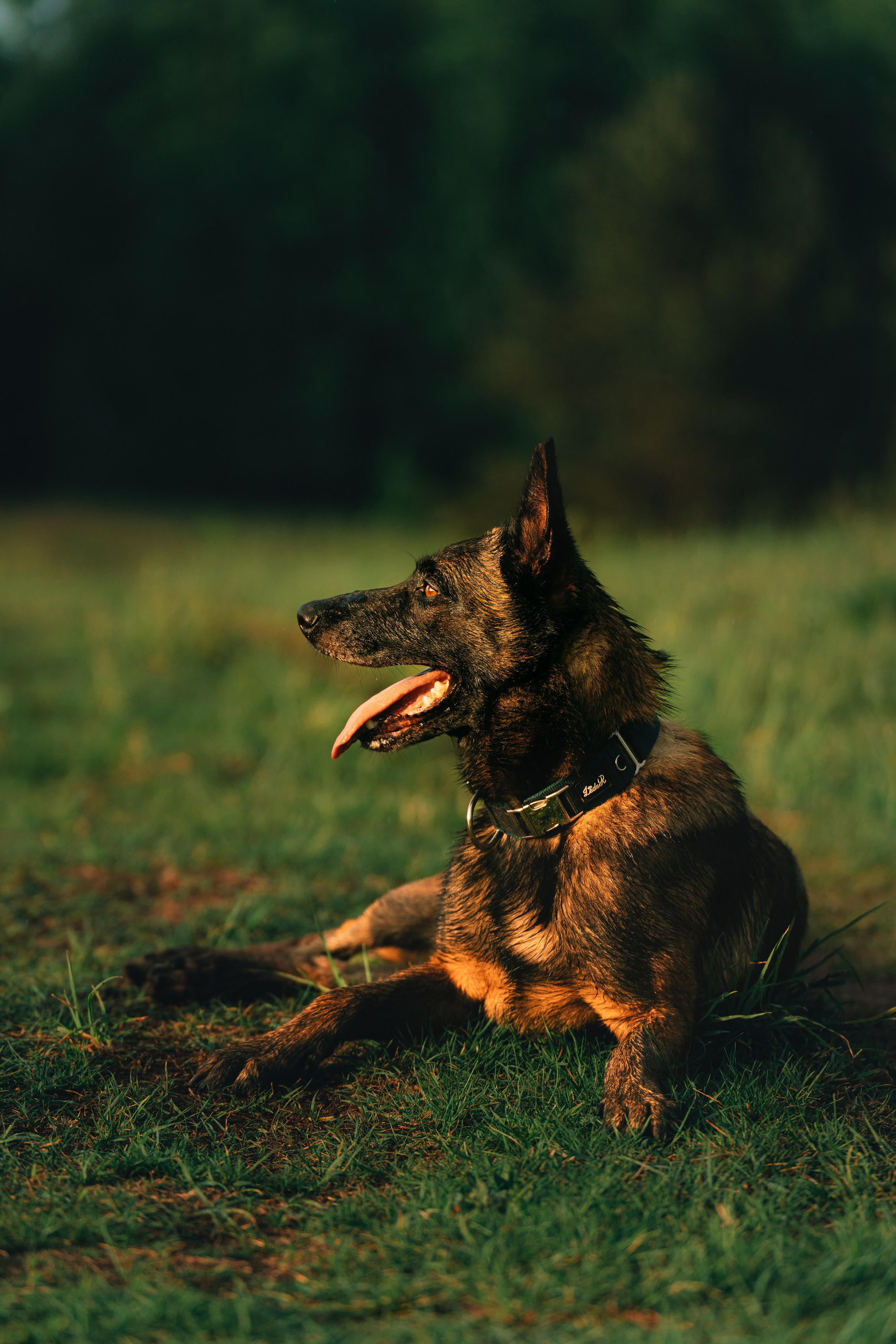 Фотоссесия с двумя собакми Спб. Фотограф анималист в Спб недорого Олеся Майорова