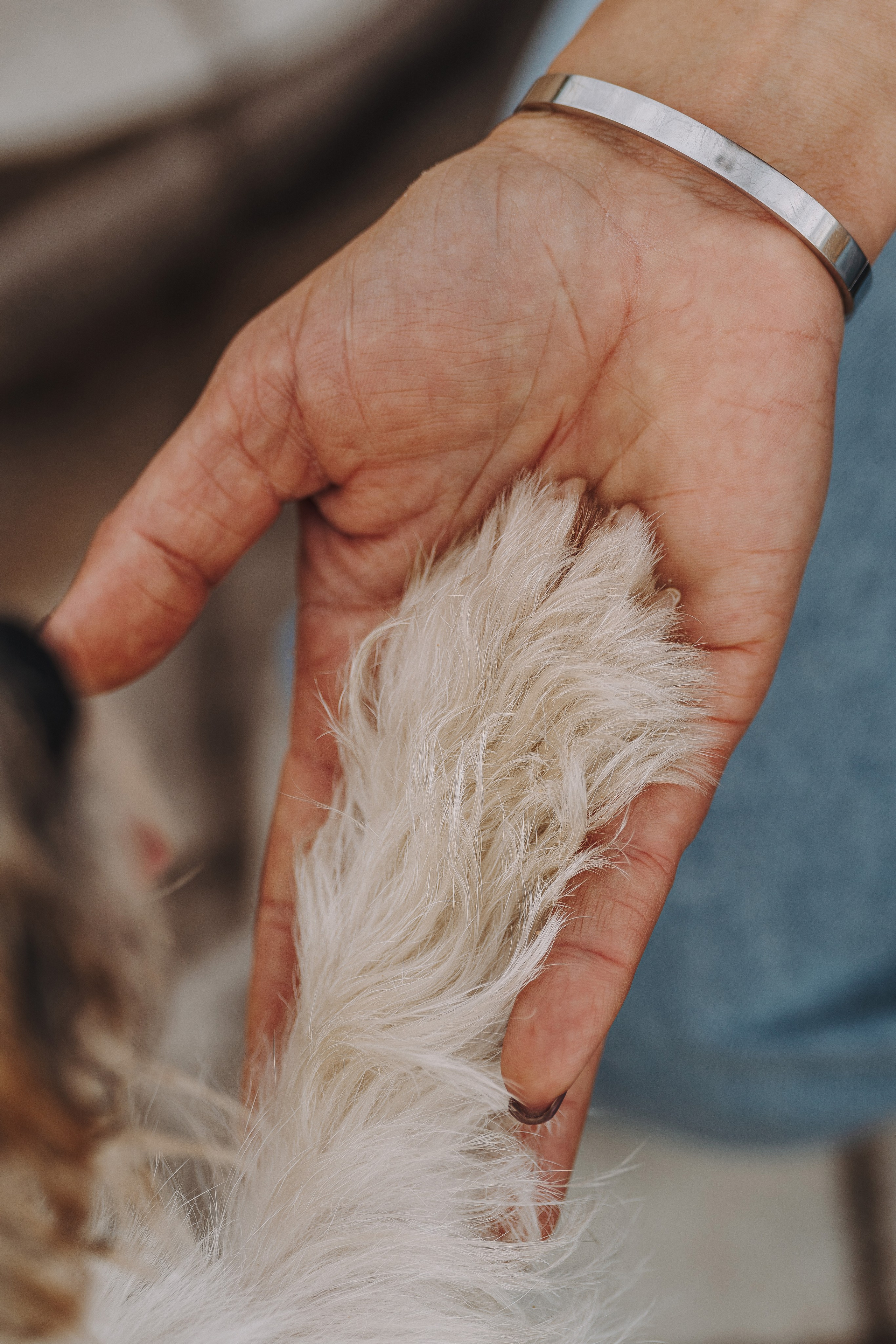 Оля, Ларс и Лукас. Фотограф анималист в Спб недорого Олеся Майорова