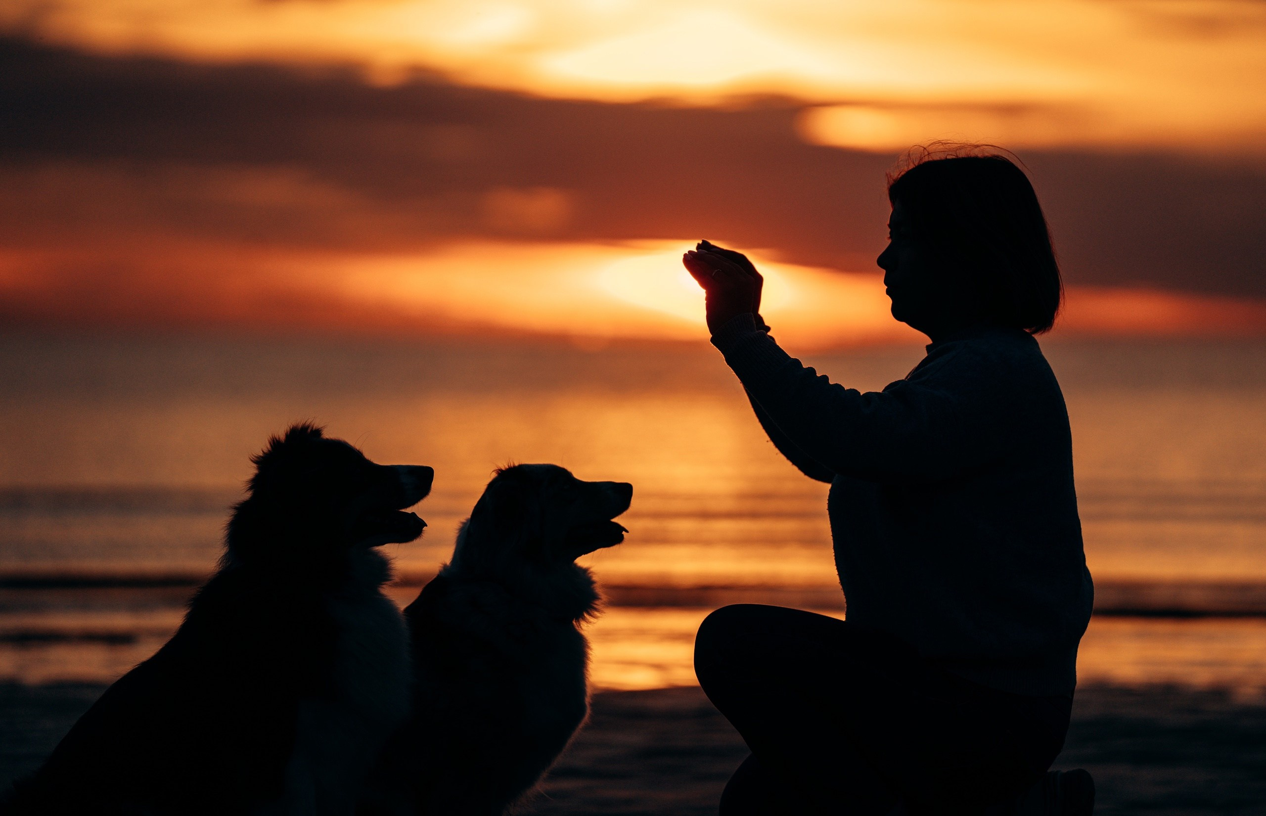 условия и тарифы к фотографу, работающему в жанре анималистики, Олеся Майорова