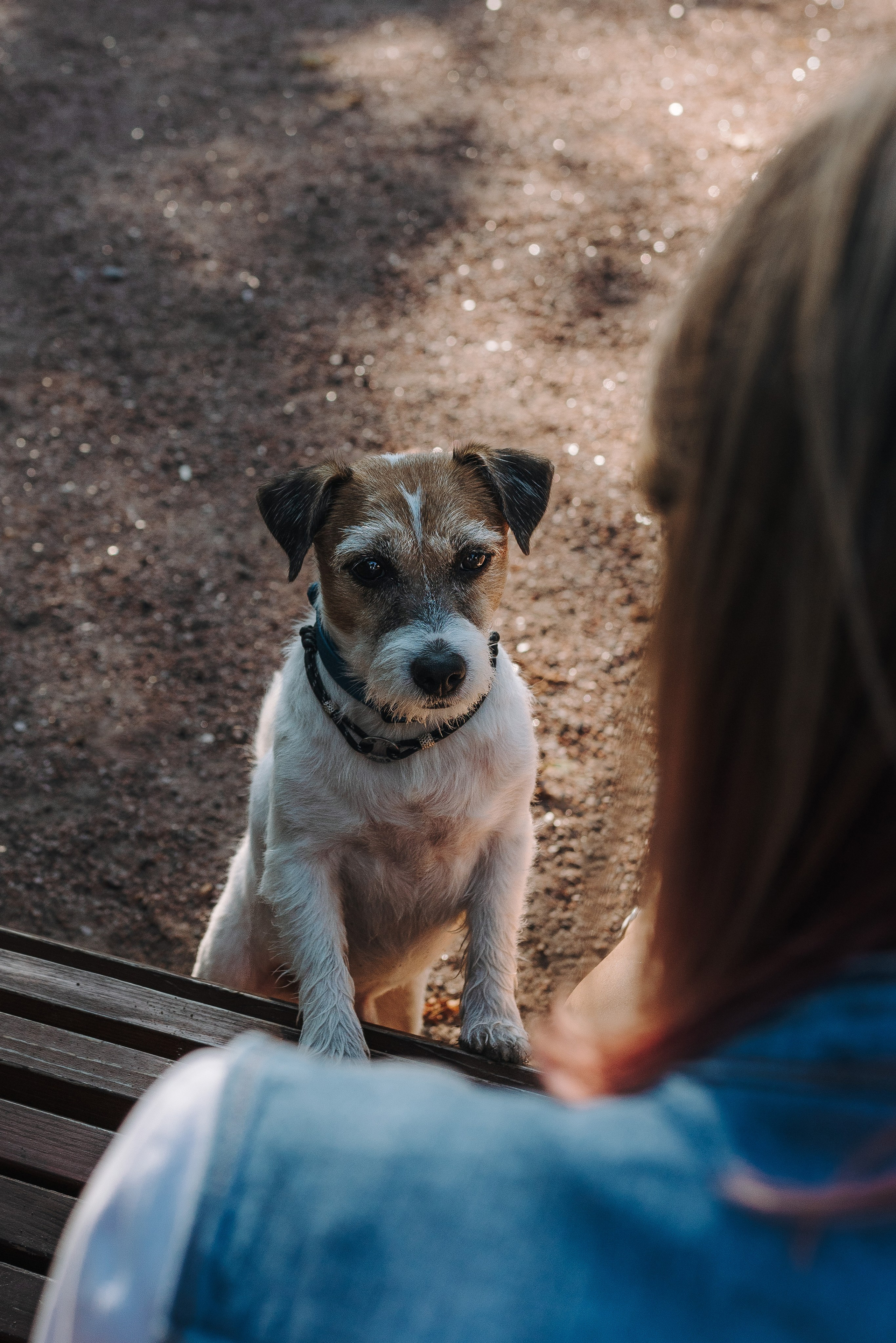 Ларс, Лукас и Ольга. Фотограф анималист в Спб недорого Олеся Майорова
